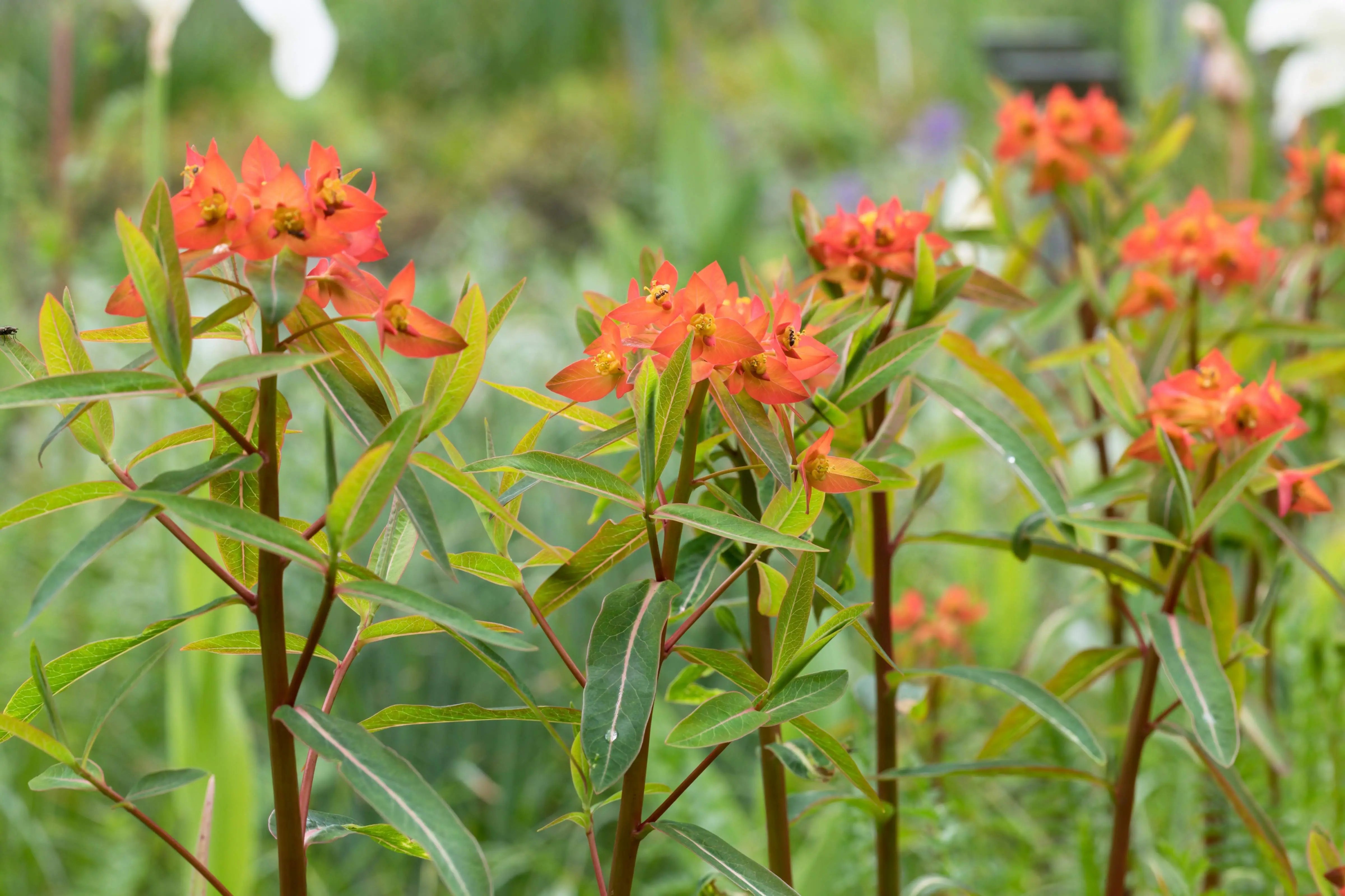 Himalaya-Wolfsmilch Euphorbia griffithii 'Fireglow' Staude mit leuchtend roten Blättern und grünen Trieben, Stauden Gänge