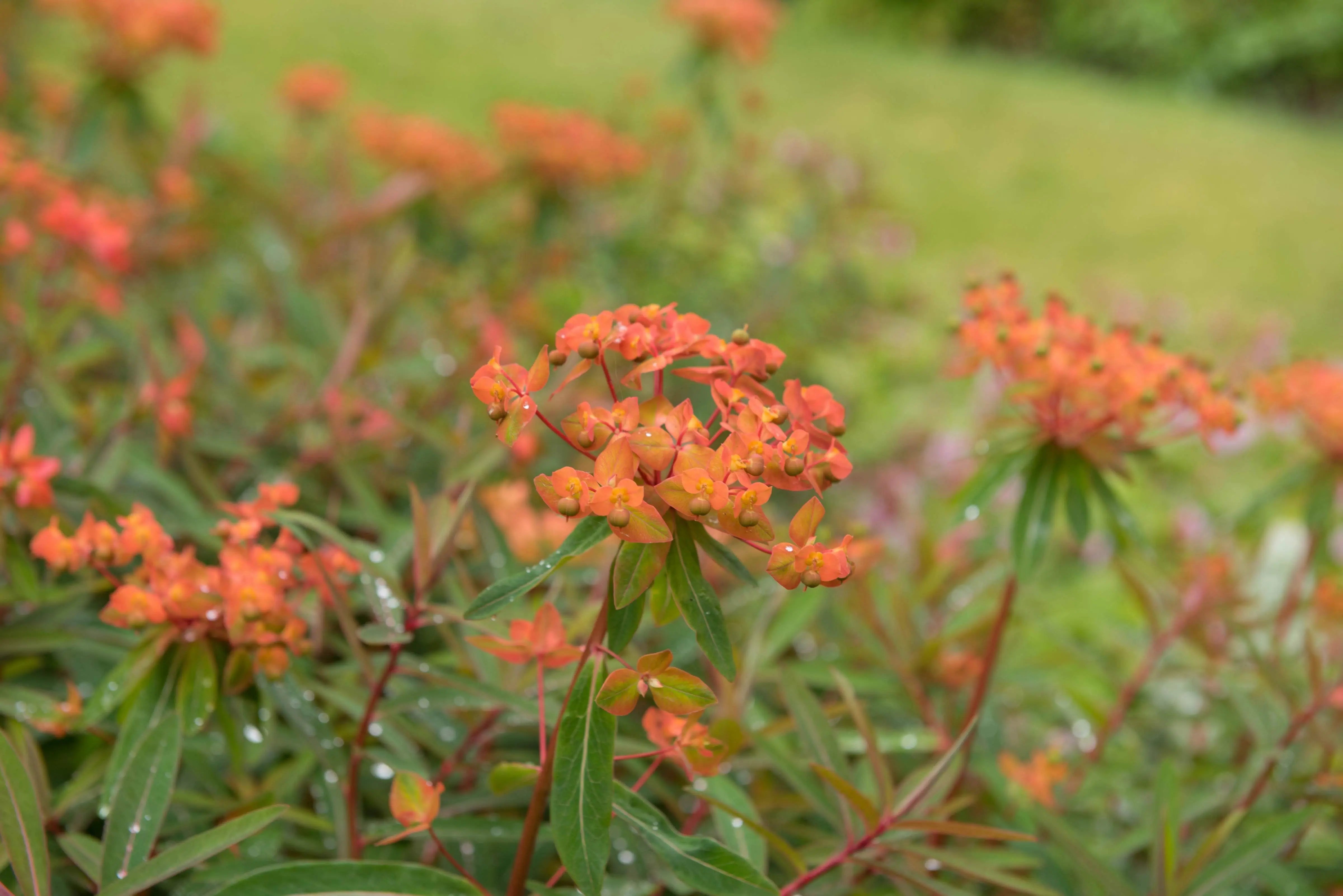 Himalaya-Wolfsmilch Euphorbia griffithii 'Fireglow' Staude mit leuchtend roten Blättern und grüner Pflanze, Stauden Gänge.