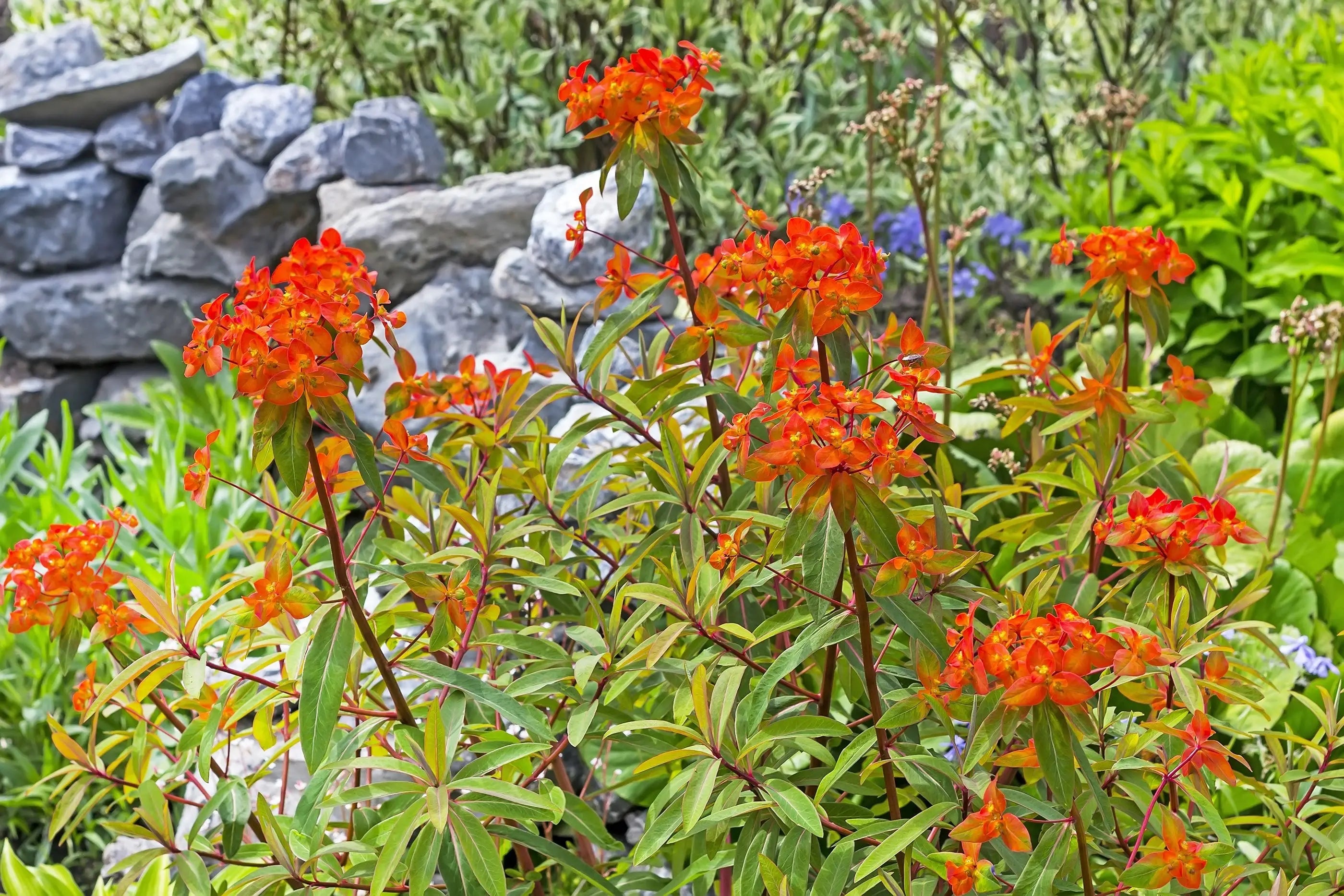 Himalaya-Wolfsmilch Euphorbia griffithii 'Fireglow', Staude mit leuchtend roten Blättern und grünen Stängeln, in Gartenumgebung