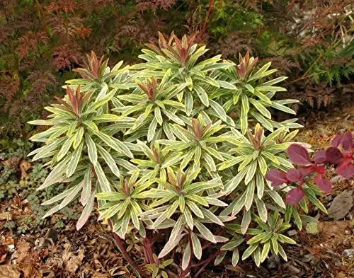 Bunt blühende Euphorbia martinii 'Ascot Rainbow' Staude von Stauden Gänge, mit grün-roten Blättern und leuchtenden Blüten.