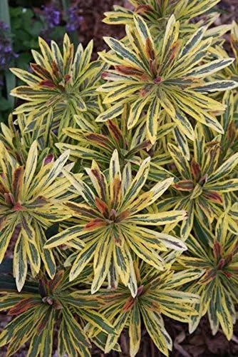 Euphorbia martinii 'Ascot Rainbow'® Wolfsmilch, Staude mit bunten Blättern, im Garten.