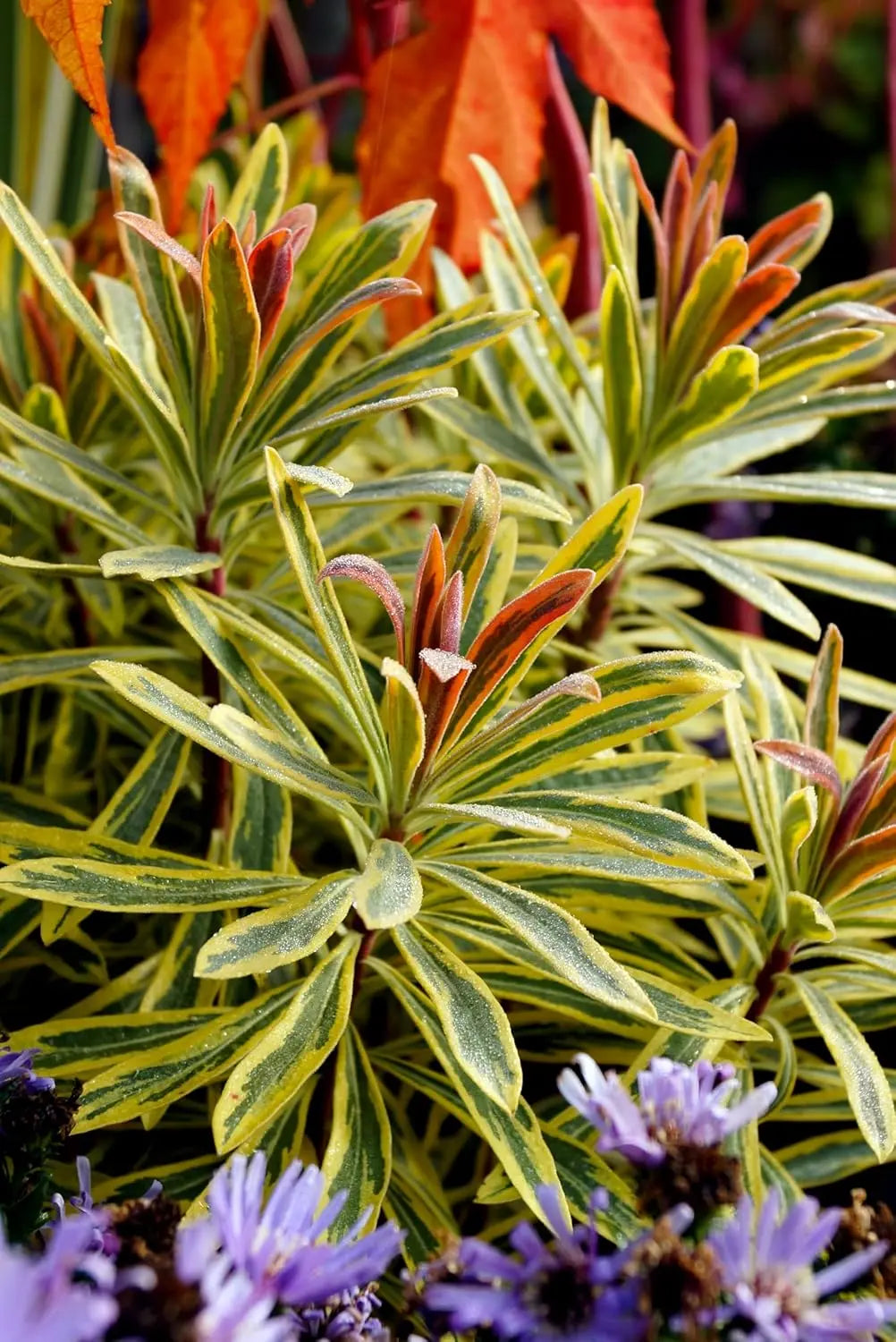 Euphorbia martinii 'Ascot Rainbow'® Wolfsmilch, Staude mit bunten, gefiederten Blättern, im Garten fotografiert