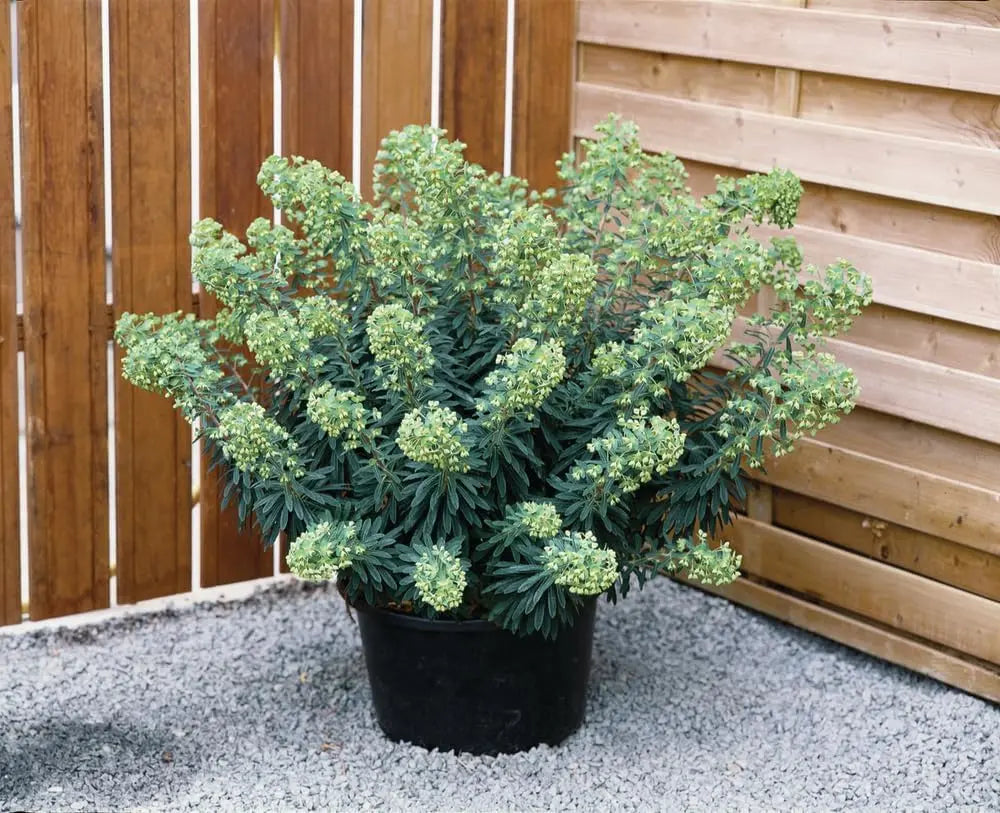 Euphorbia martinii Wolfsmilch Staude von Stauden Gänge, grüne Blätter und aufrechte Wuchsform, im Garten.