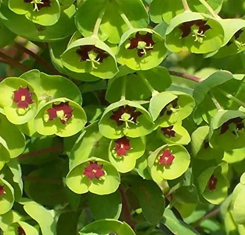 Euphorbia martinii Wolfsmilch Staude von Stauden Gänge mit grünen, aufrechten Blättern und gelblichen Blüten in Gartenansicht