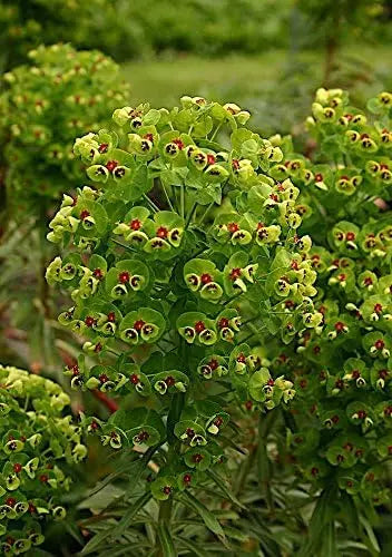 Euphorbia martinii Wolfsmilch Staude von Stauden Gänge, grüne Blätter mit aufrechten Stängeln, im Garten.