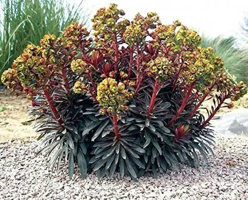 Euphorbia martinii Wolfsmilch Staude, grüne Blätter und aufrechte Wuchsform, im Garten bei Stauden Gänge.