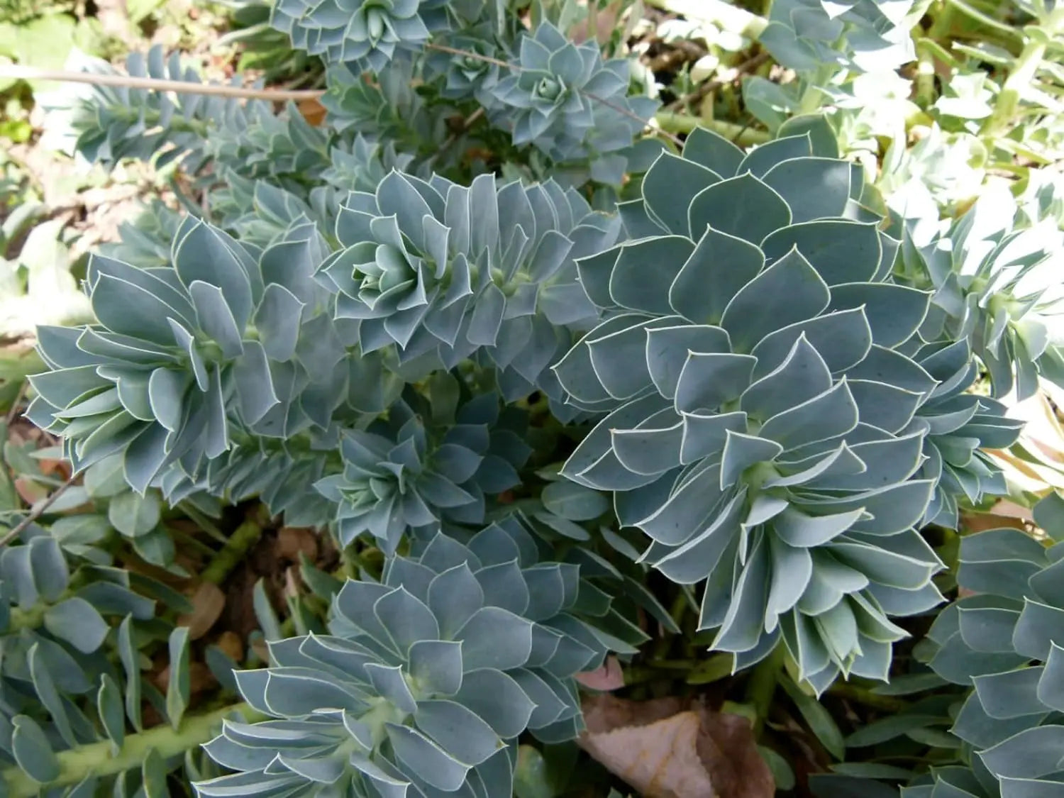 Euphorbia myrsinites, Walzen Wolfsmilch, Staude mit bläulichem Laub und aufrechten Wuchs, von Stauden Gänge.