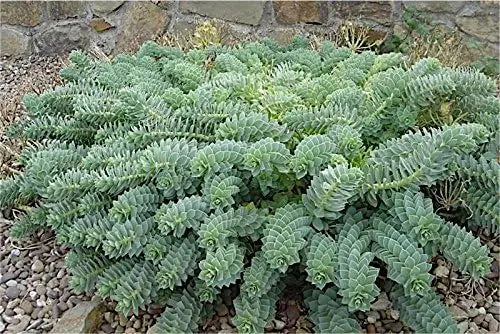 Euphorbia myrsinites Walzen Wolfsmilch Staude mit bläulichem, walzenförmigem Laub, im Garten bei Stauden Gänge.