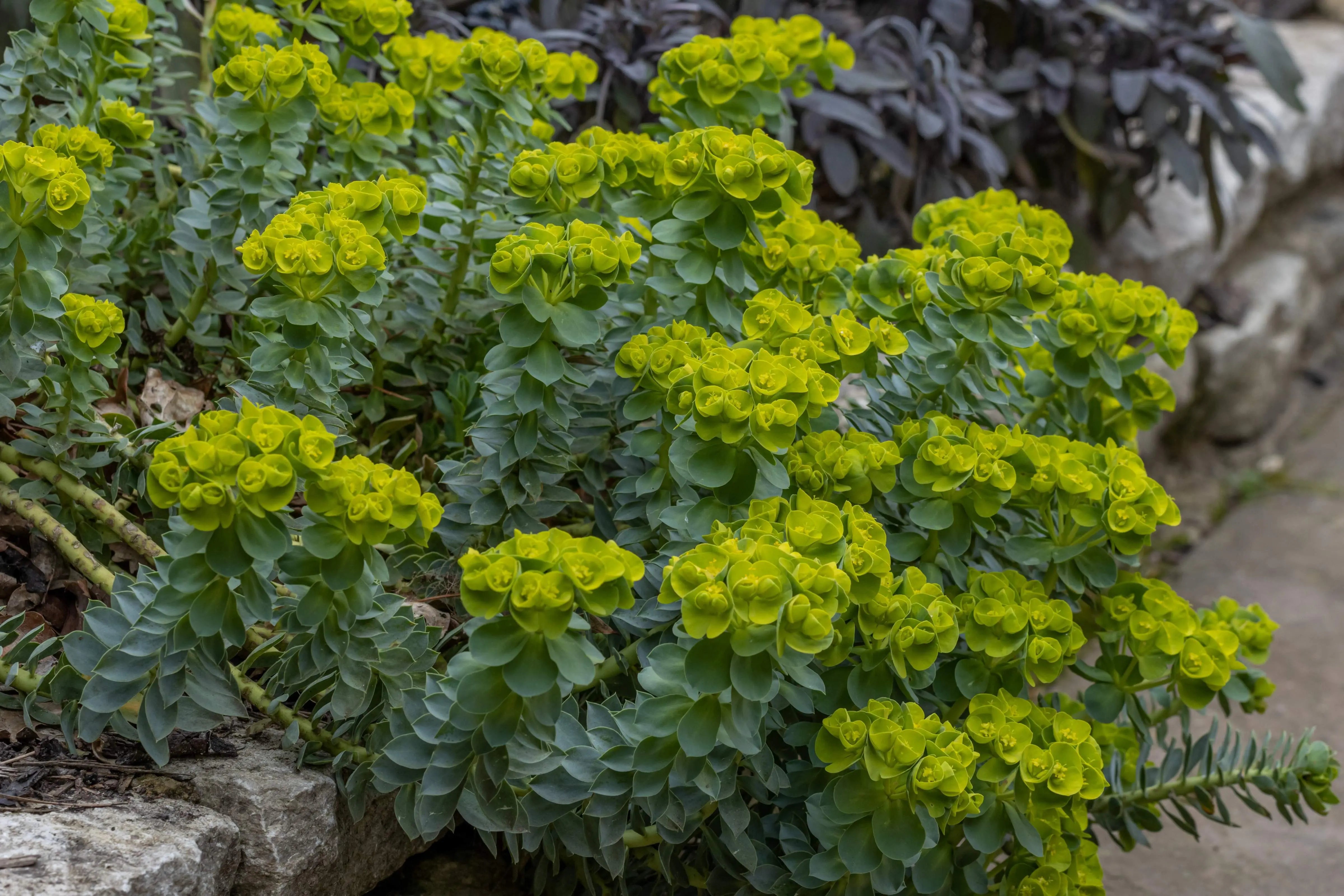Euphorbia myrsinites, Walzen Wolfsmilch, als Staude mit bläulich-grünen, walzenförmigen Blättern, von Stauden Gänge.