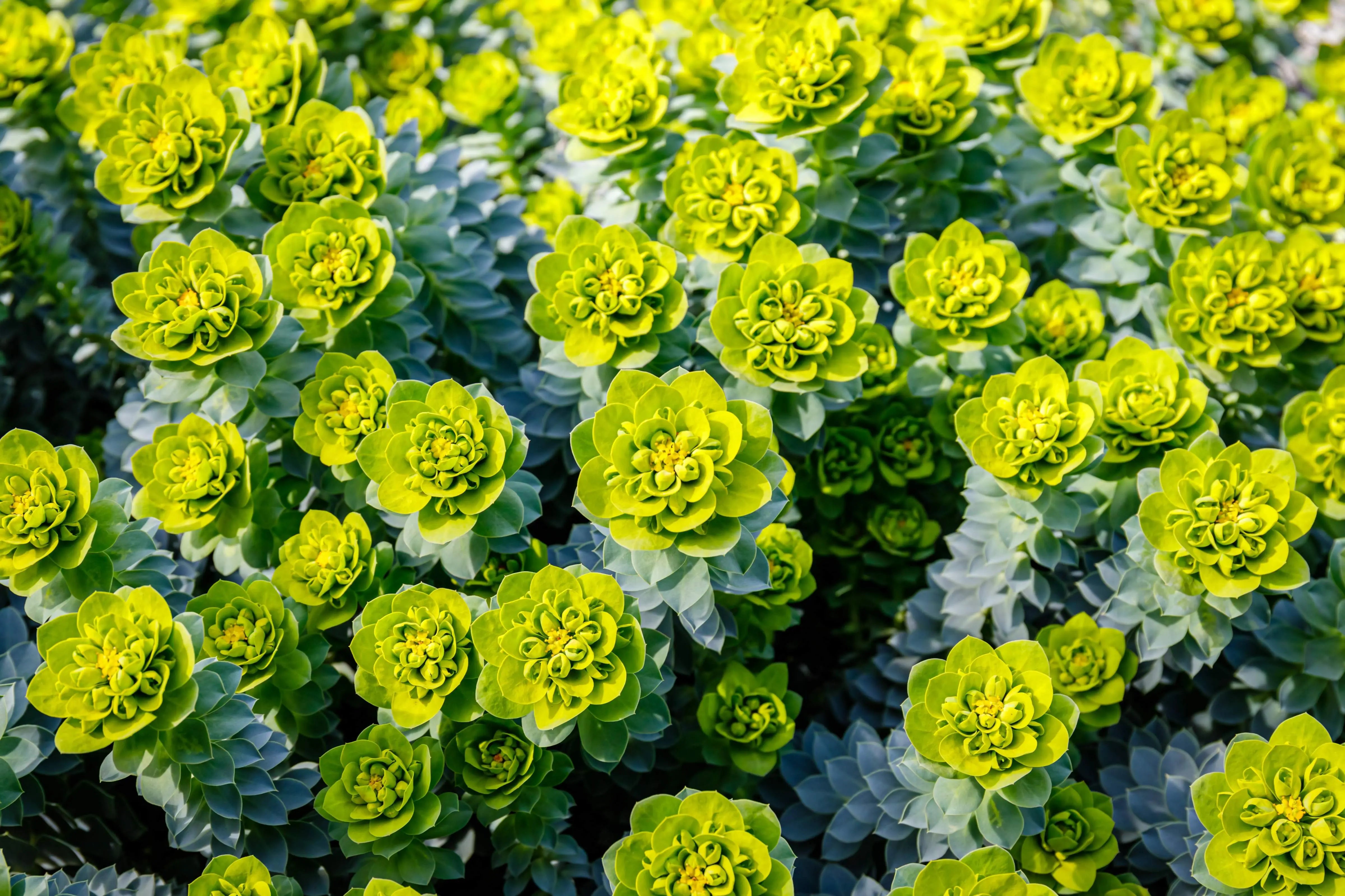 Euphorbia myrsinites Staude mit bläulich-grünen, walzenförmigen Blättern, von Stauden Gänge, vor grünem Hintergrund.