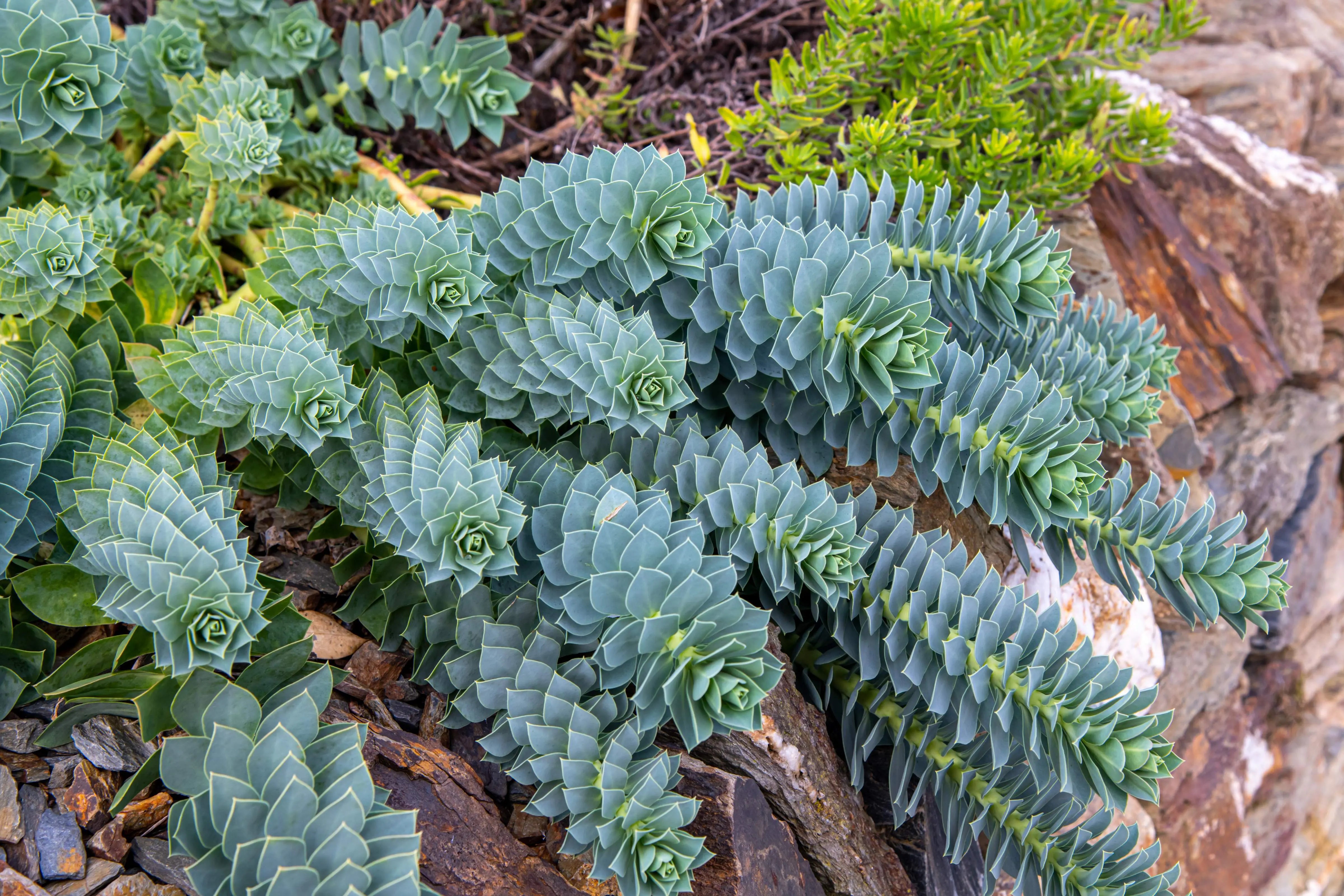 Euphorbia myrsinites Walzen Wolfsmilch Staude mit blauen, walzenförmigen Blättern, im Garten bei Stauden Gänge.