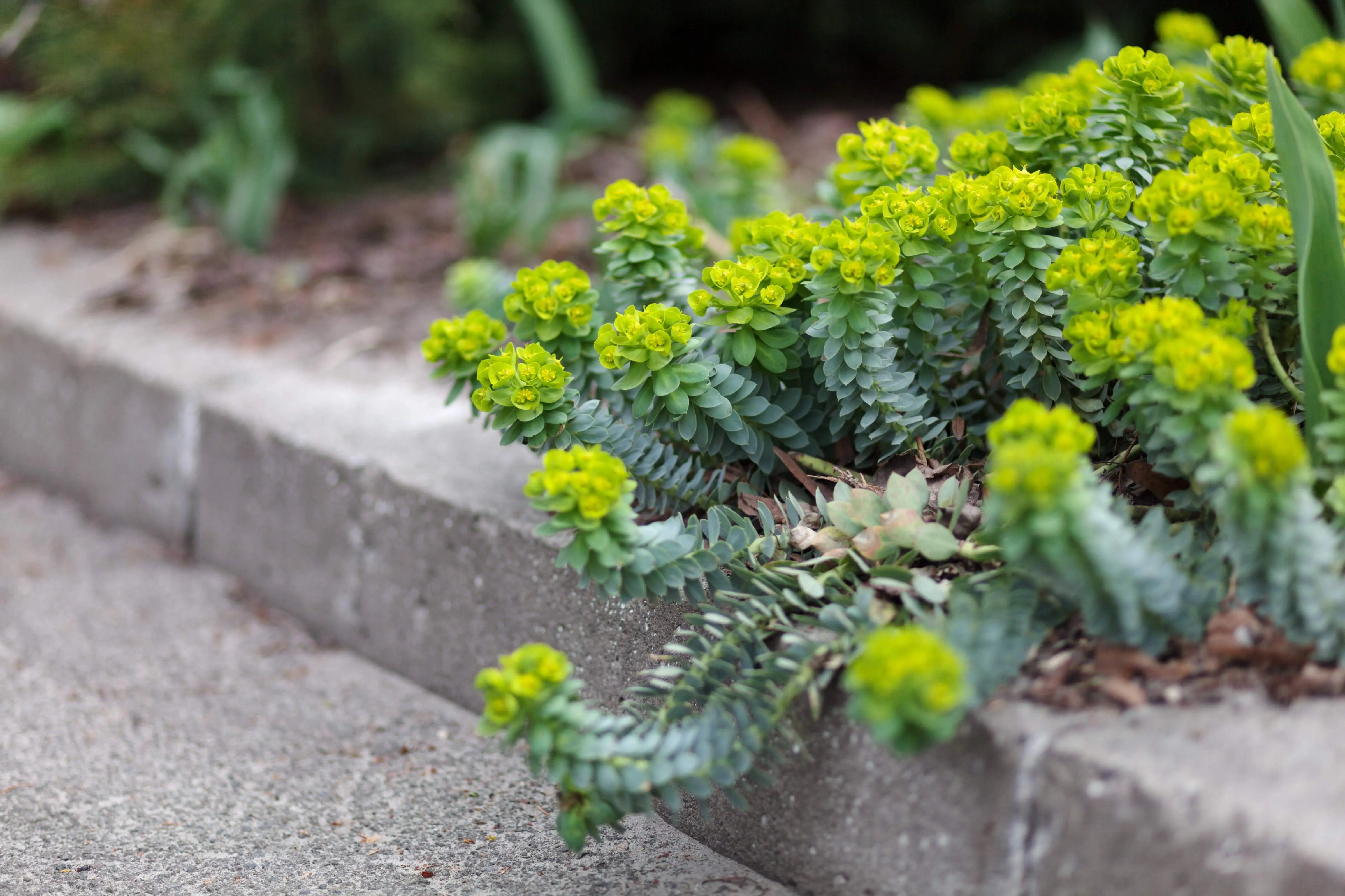 Euphorbia myrsinites, Walzen Wolfsmilch, Staude mit bläulichem, walzenförmigem Wuchs, von Stauden Gänge