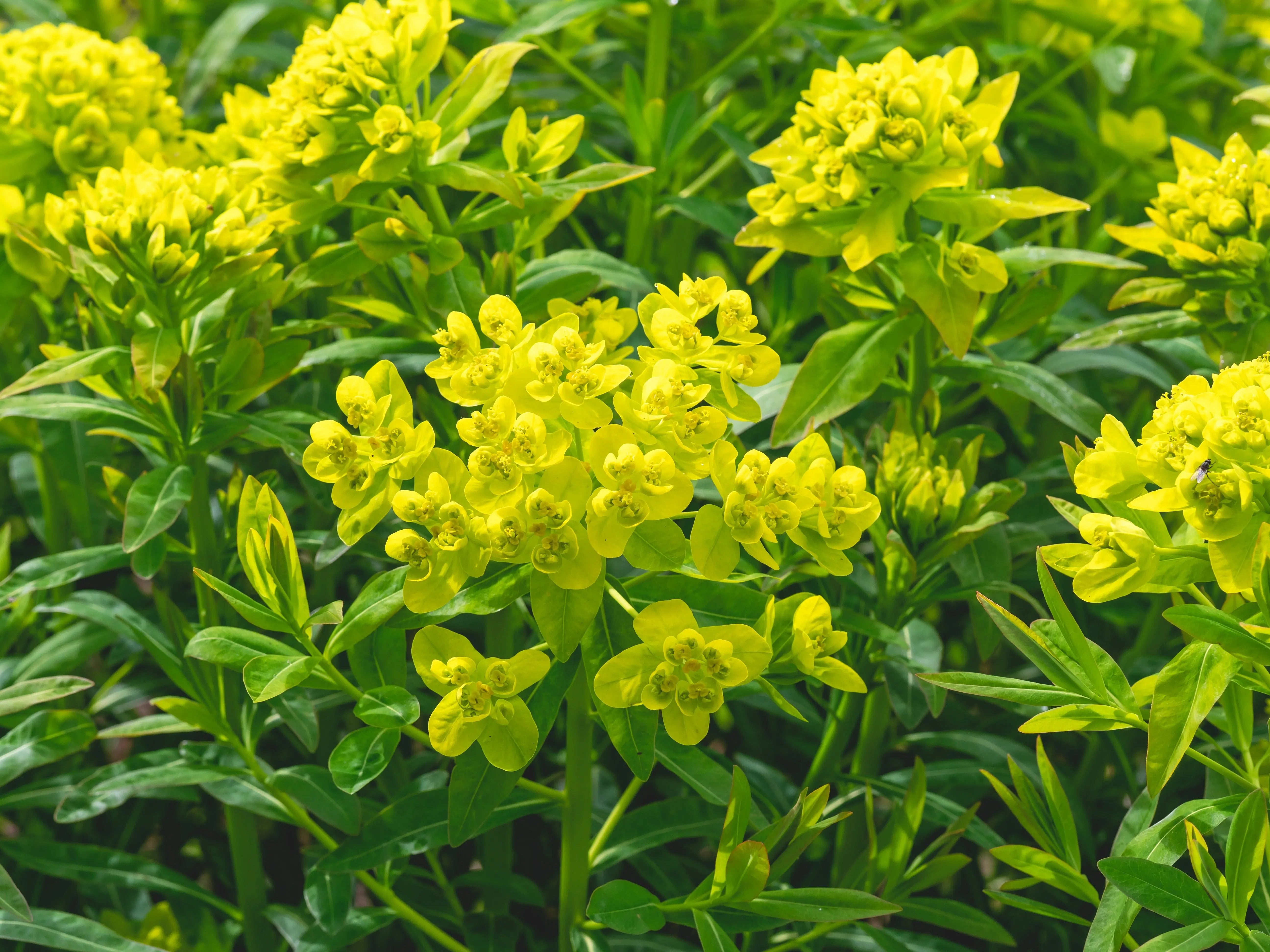 Euphorbia palustris Staude von Stauden Gänge mit grünen, blattreichen Trieben und aufrechter Wuchs, ideal für den Wassergarten.