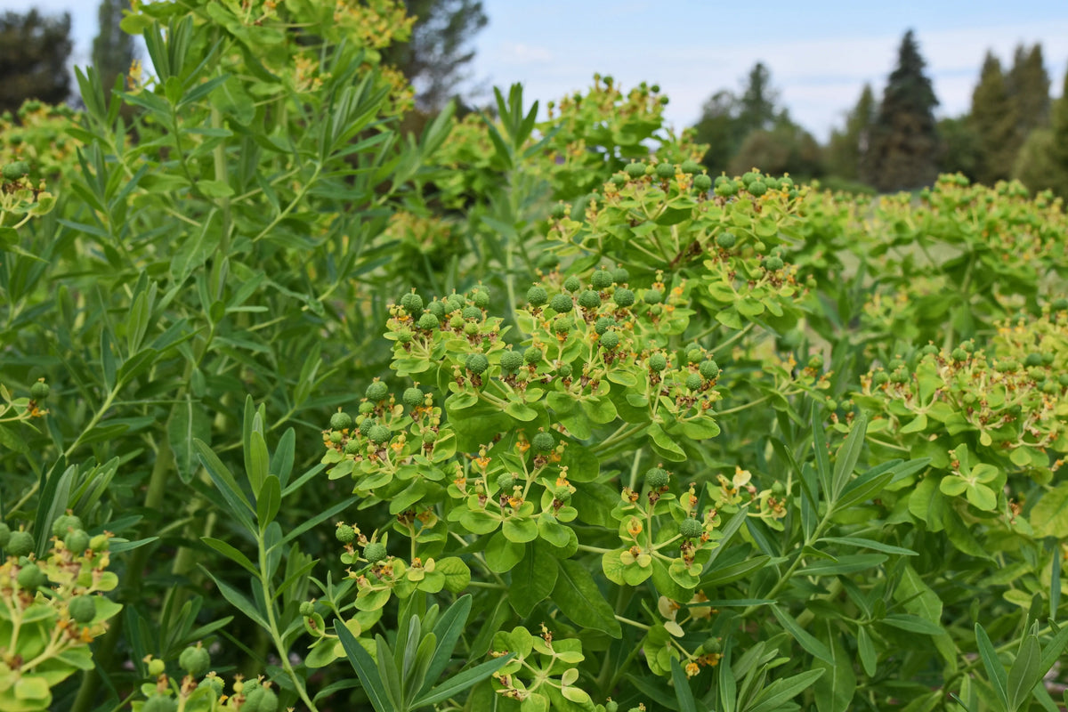 Grüne Euphorbia palustris Staude mit aufrechten, blassgrünen Stängeln und Laub, wächst in einem Garten.