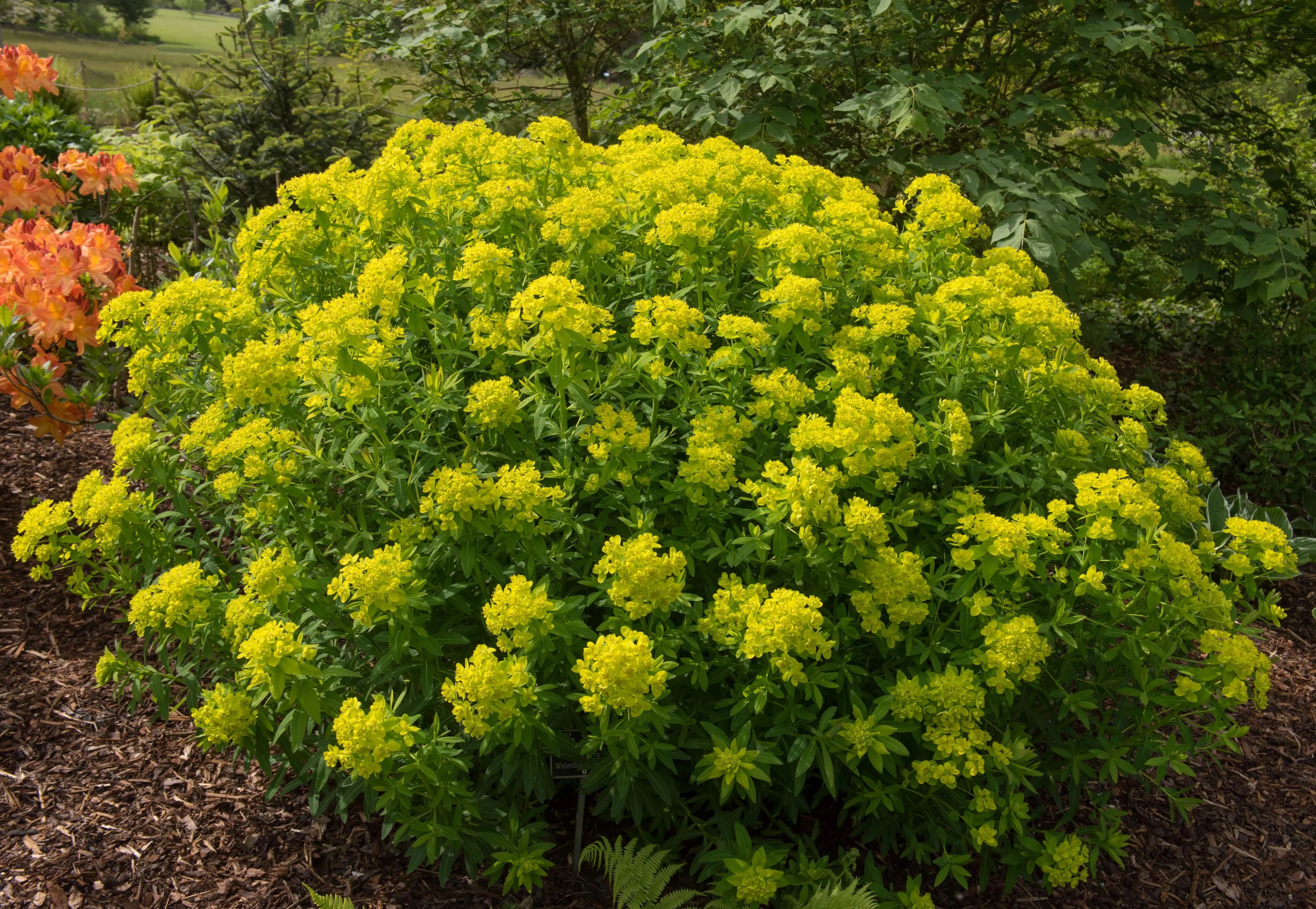 Blick auf die Euphorbia palustris, Sumpf-Wolfsmilch, eine große Staude mit grünen Blättern und aufrechtem Wuchs.