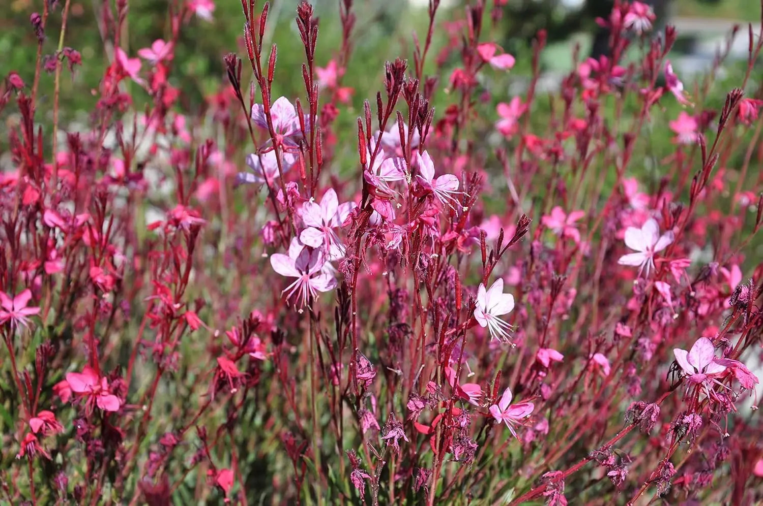 Bunte rosa Prachtkerze Gaura lindheimeri 'Siskiyou Pink' als Staude, blühend mit zarten rosa Blüten, bei Stauden Gänge