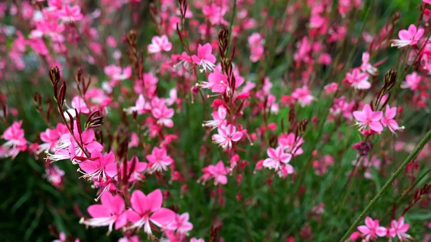 Bunte rosa Prachtkerze Gaura lindheimeri 'Siskiyou Pink‘ Staude mit zarten pinken Blüten, von Stauden Gänge.