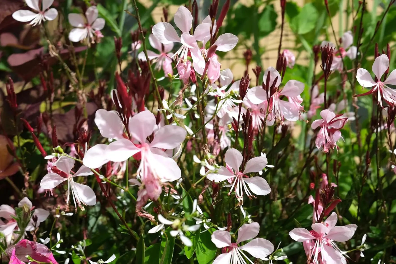 Bunte rosa Staude Gaura lindheimeri 'Siskiyou Pink‘ mit zarten Blüten, Stauden Gänge, natürliche Gartenpflanze