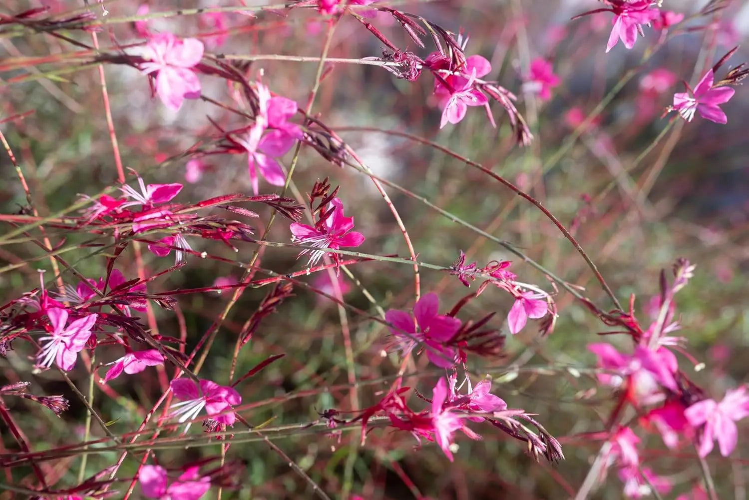 Bunte Staude Gaura lindheimeri 'Siskiyou Pink‘ mit rosa Blüten, von Stauden Gänge, für Garten und Beet.