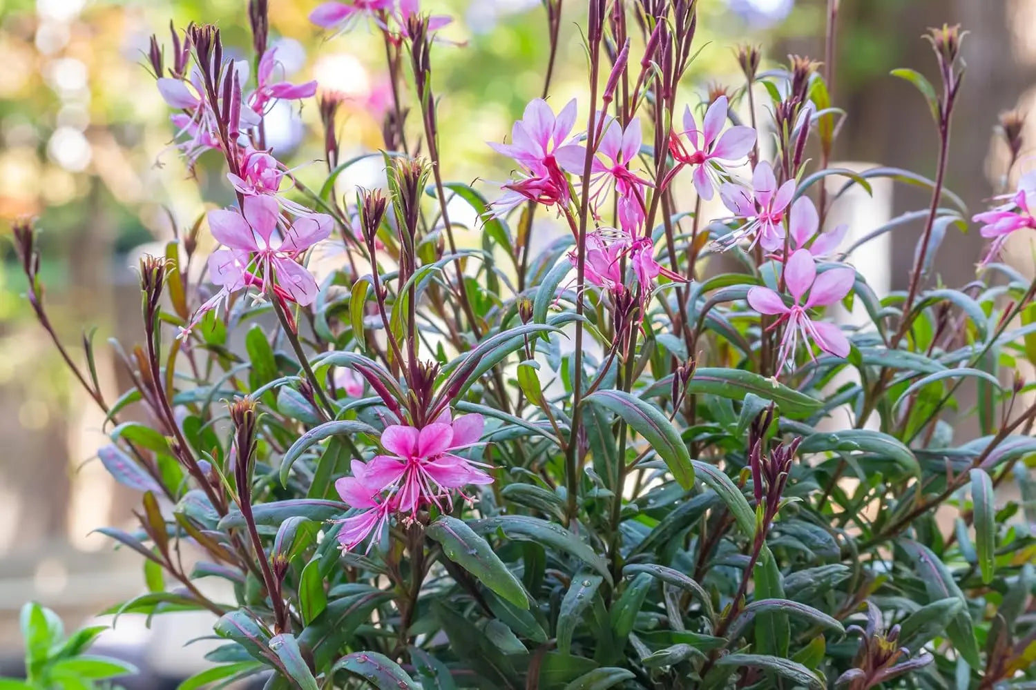 Blick auf die rosa Prachtkerze Gaura lindheimeri 'Siskiyou Pink‘ als Staude, mit zarten rosa Blüten und grünen Blättern.