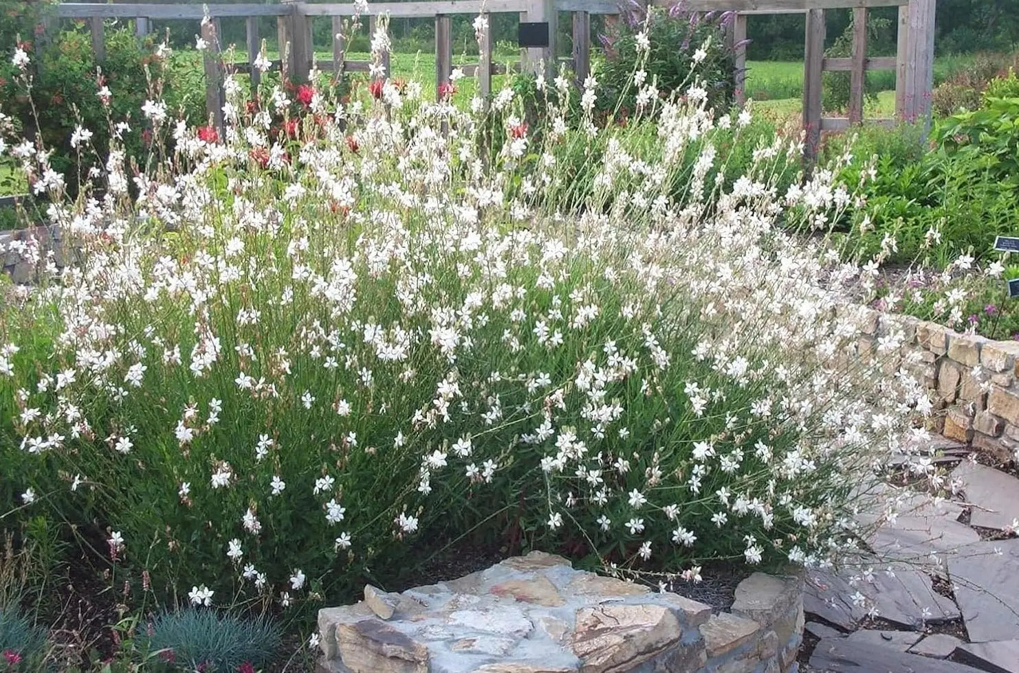 Weiße Staude Gaura lindheimeri 'Whirling Butterflies' mit zarten Blüten, wächst als Staude, von Stauden Gänge.