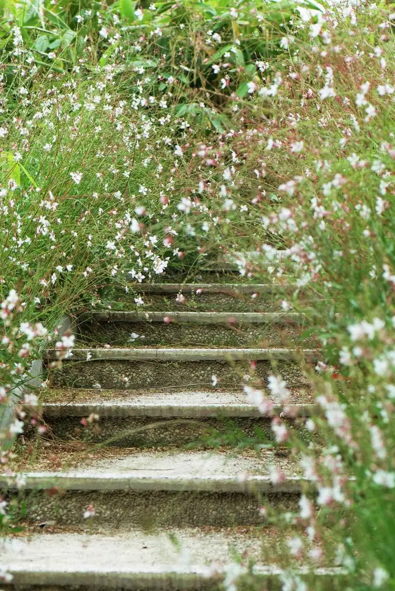 Weiße Staude Gaura lindheimeri 'Whirling Butterflies' von Stauden Gänge, blühende Staude mit zarten weißen Blüten.
