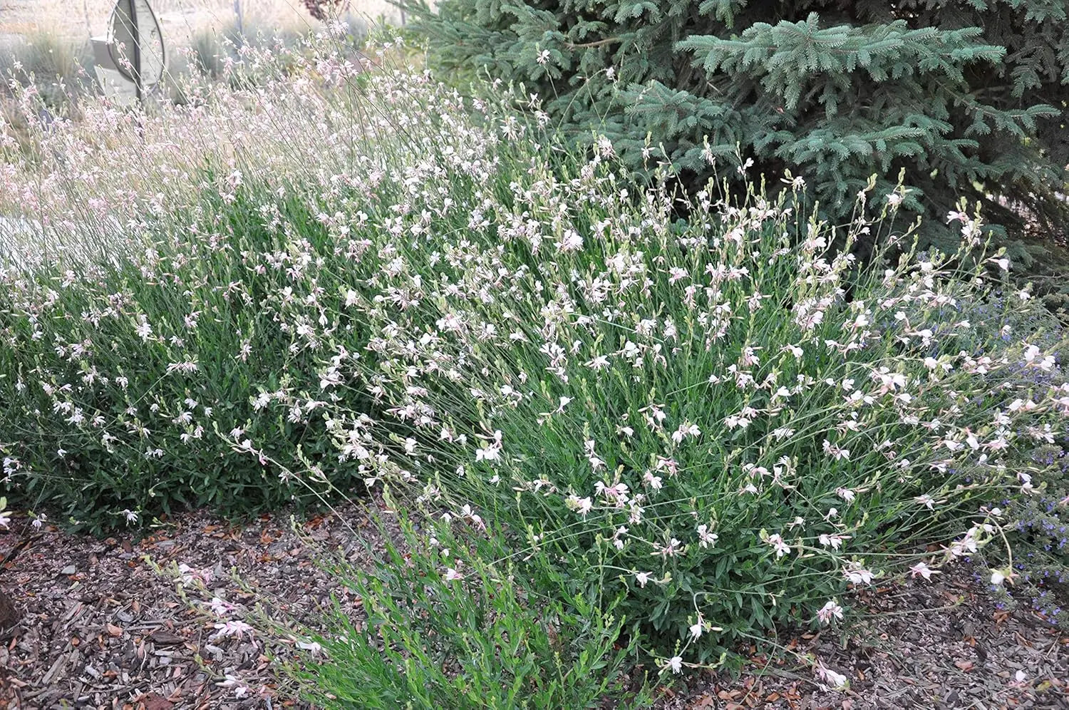 Weiße Staude Gaura lindheimeri 'Whirling Butterflies' mit zarten Blüten, Pflanze von Stauden Gänge, Nahaufnahme
