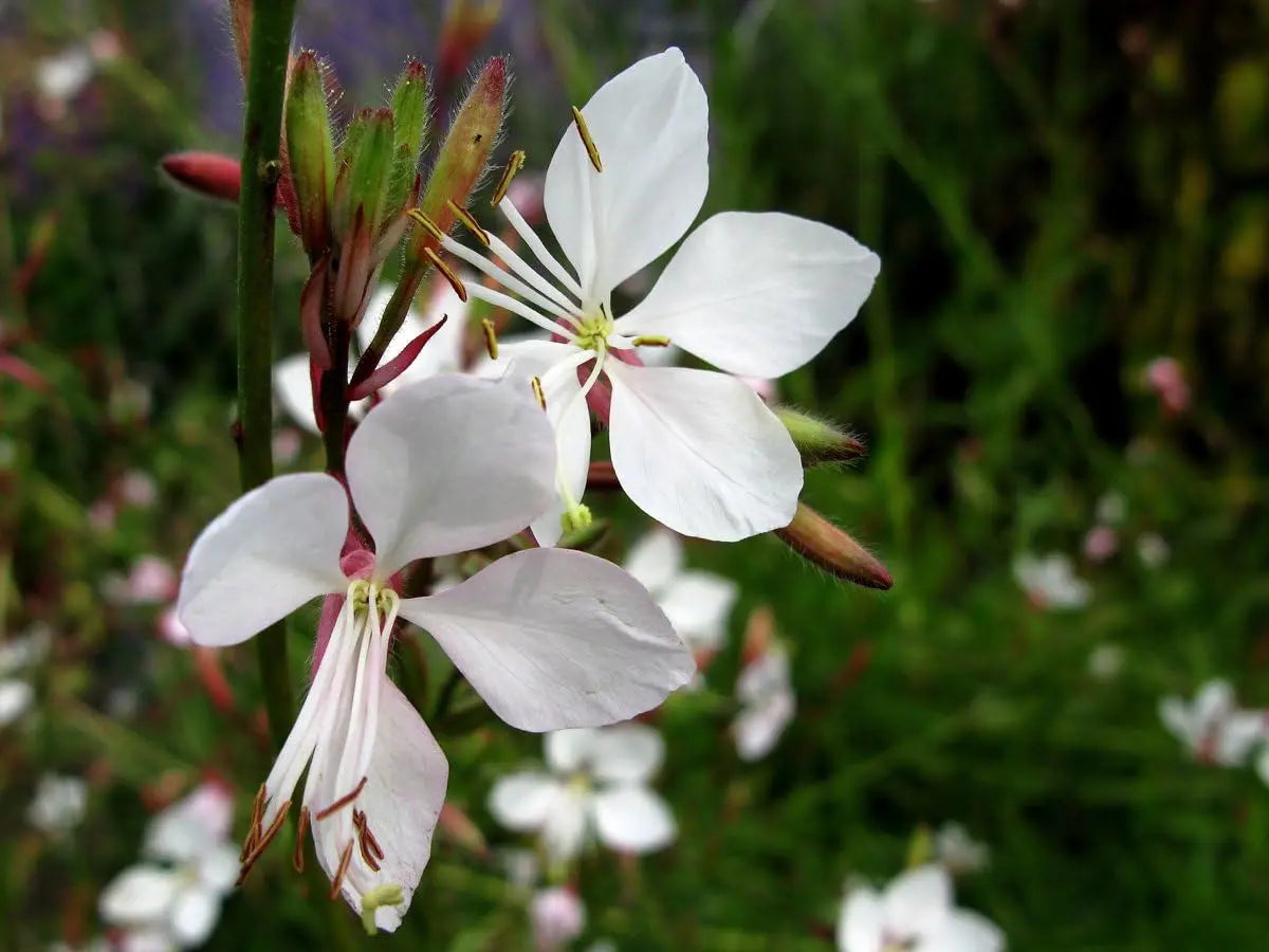 Weiße Gaura lindheimeri 'Whirling Butterflies' Staude mit zarten weißen Blüten, perfekt für Blumenbeete, von Stauden Gänge.