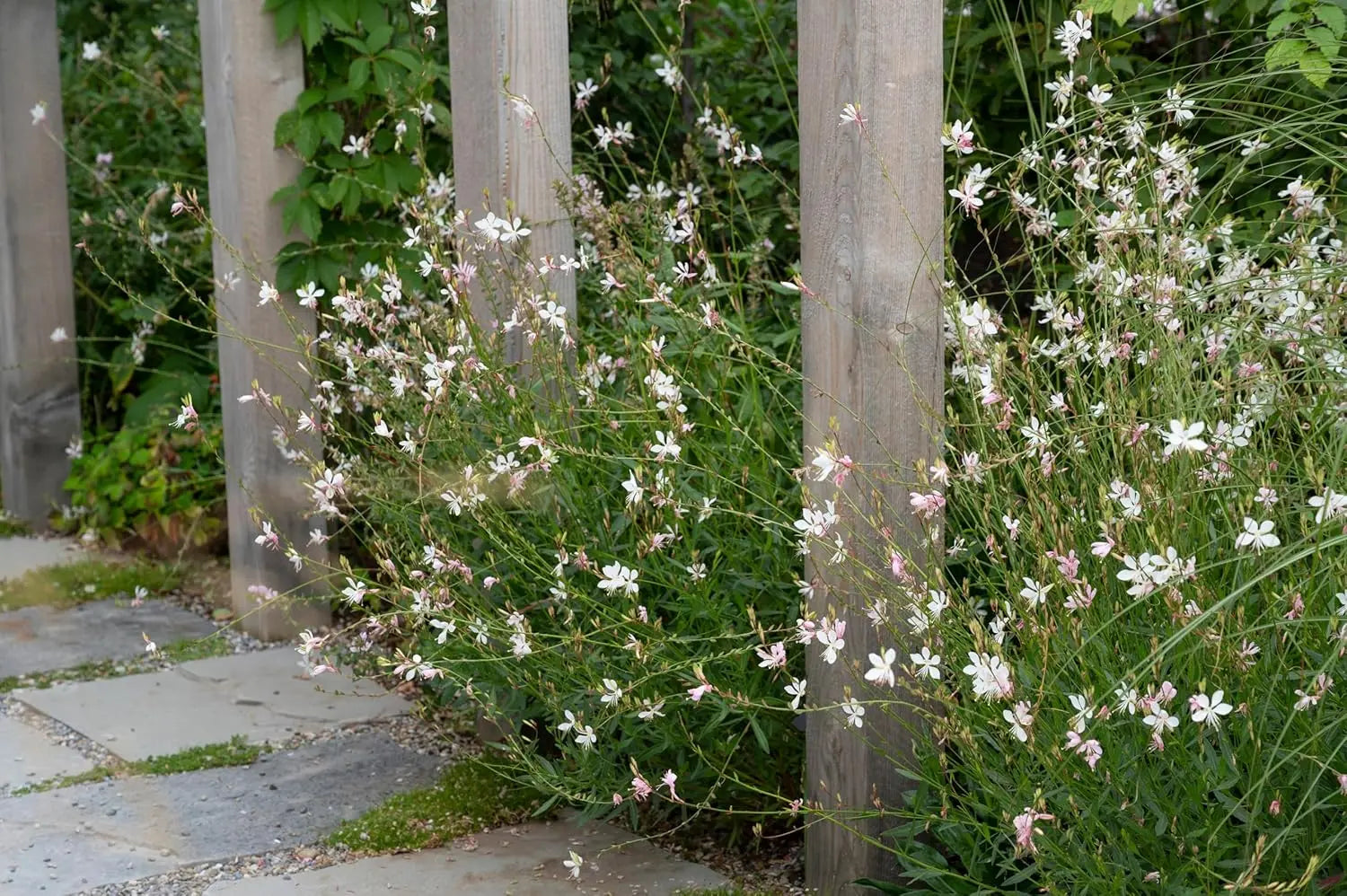 Weiße Gaura lindheimeri 'Whirling Butterflies', Staude mit zarten weißen Blüten, wächst bei Stauden Gänge.