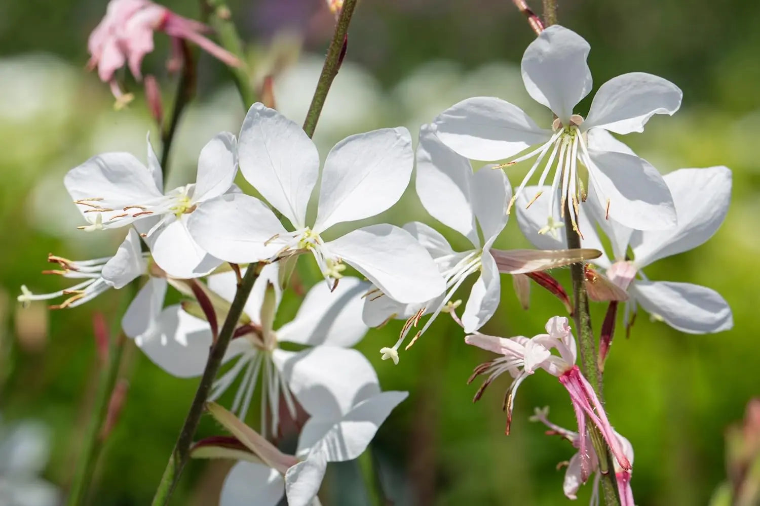Weiße Staude Gaura lindheimeri 'Whirling Butterflies' von Stauden Gänge, blühende Staude mit eleganten weißen Blüten.