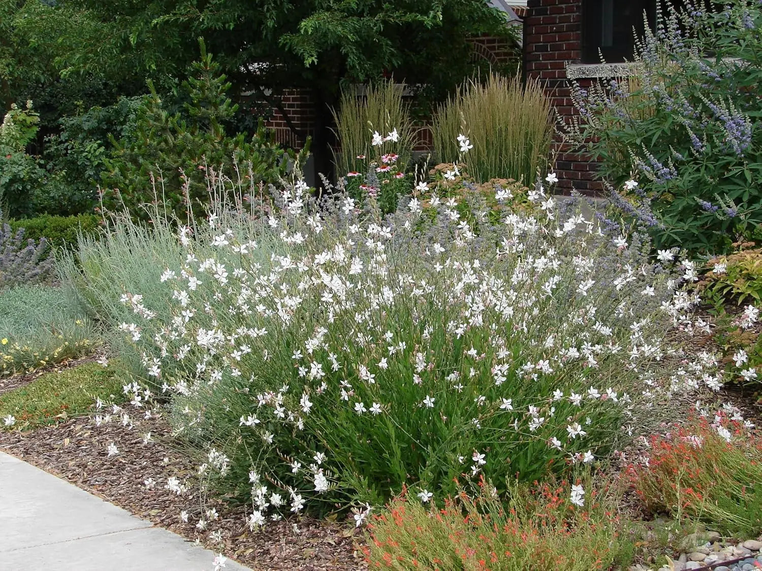 Weiße Staude Gaura lindheimeri 'Whirling Butterflies' von Stauden Gänge mit zarten, weißen Blüten und dünnen Stängeln.