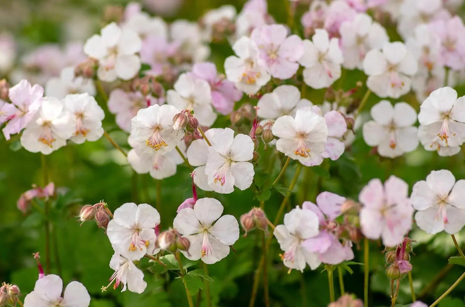 Geranium cantabrigiense 'Biokovo' Staude von Stauden Gänge, blühende grüne Staude mit kleinen rosa Blüten, Nahaufnahme.