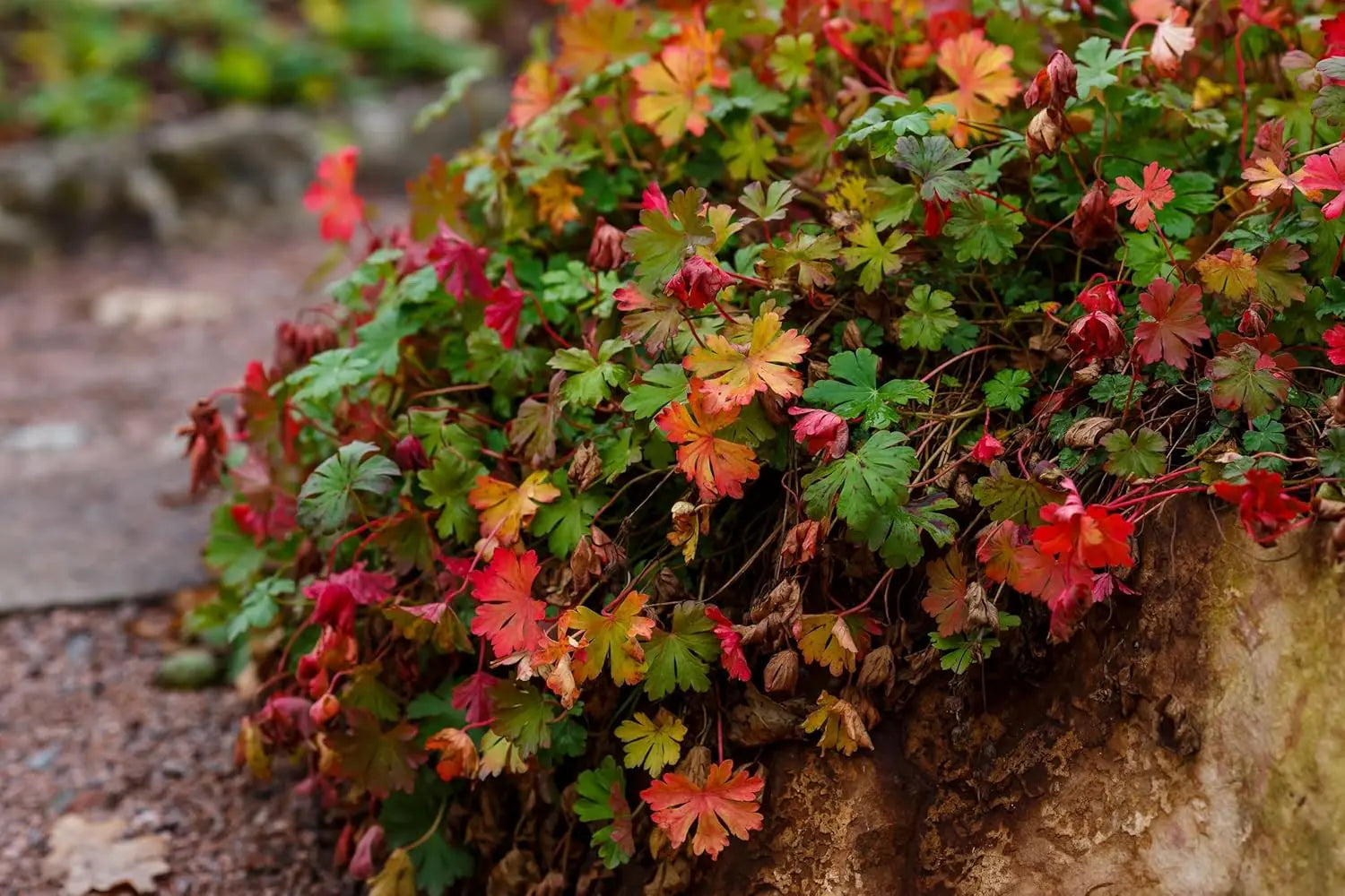 Geranium cantabrigiense 'Biokovo' Staude von Stauden Gänge, grüne Blätter und kleine rosa Blüten, bodenbedeckende Pflanze