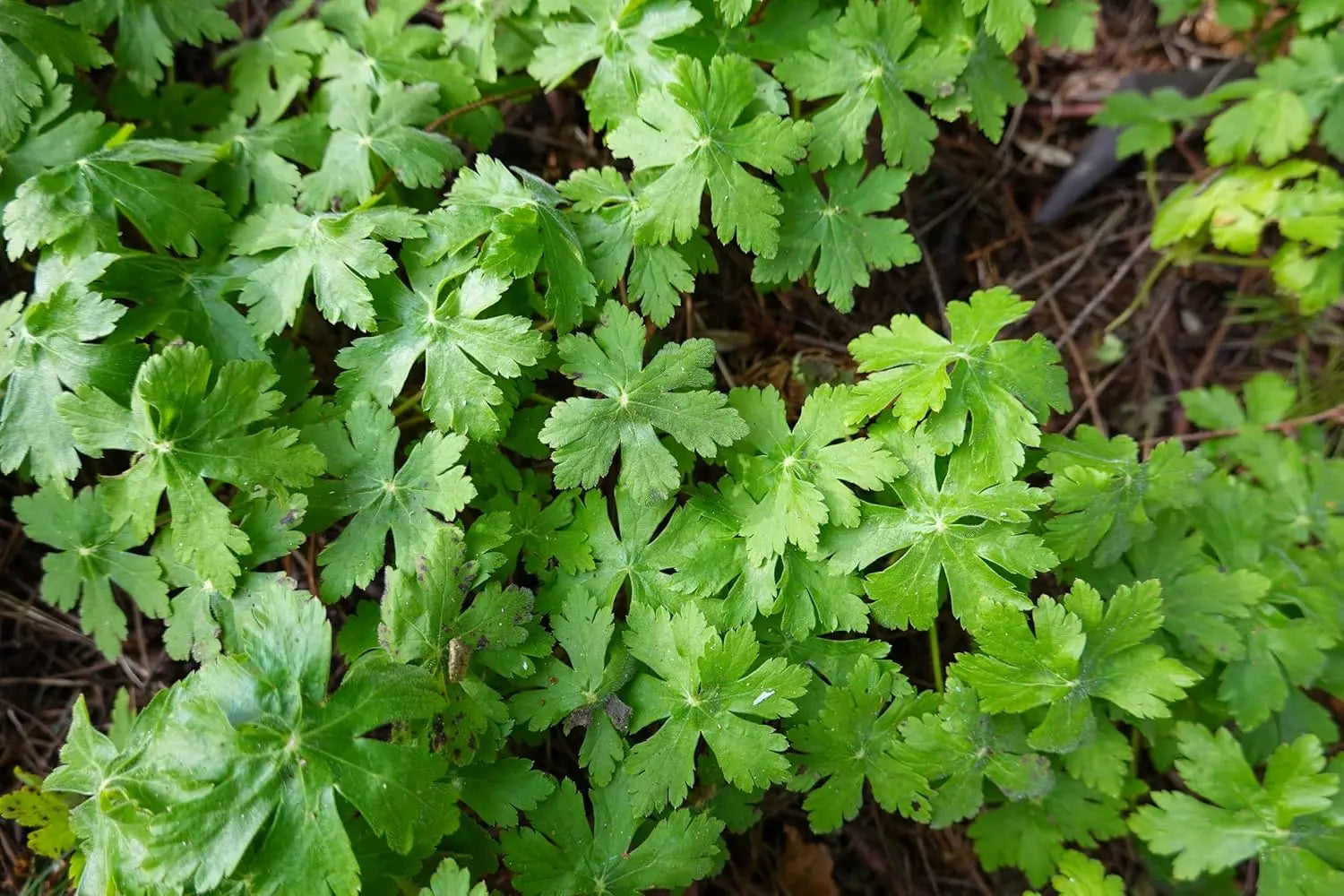 Staudengewächs Geranium cantabrigiense 'Biokovo' von Stauden Gänge, blühender Cambridge Storchschnabel mit grünen Blättern