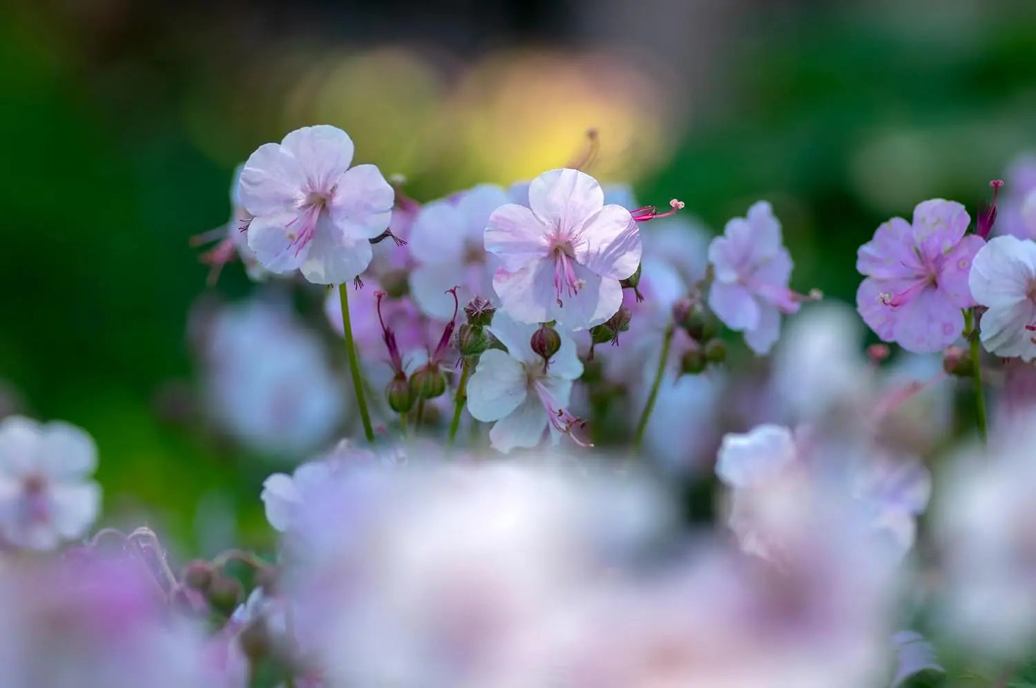 Geranium cantabrigiense 'Biokovo', eine grüne Staude mit zarten rosa Blüten, von Stauden Gänge, ideal für Garten und Balkon.