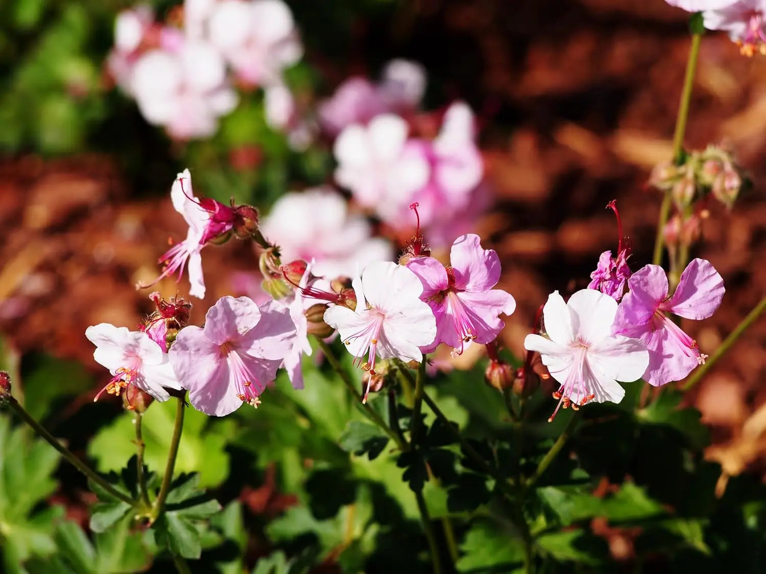 Geranium cantabrigiense 'Biokovo' – Staude von Stauden Gänge mit grünen, gezackten Blättern und zarten rosa Blüten.