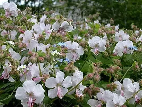 Geranium cantabrigiense 'Biokovo' Staude von Stauden Gänge, grüne Blätter und rosa Blüten, bodenbedeckende Pflanze.