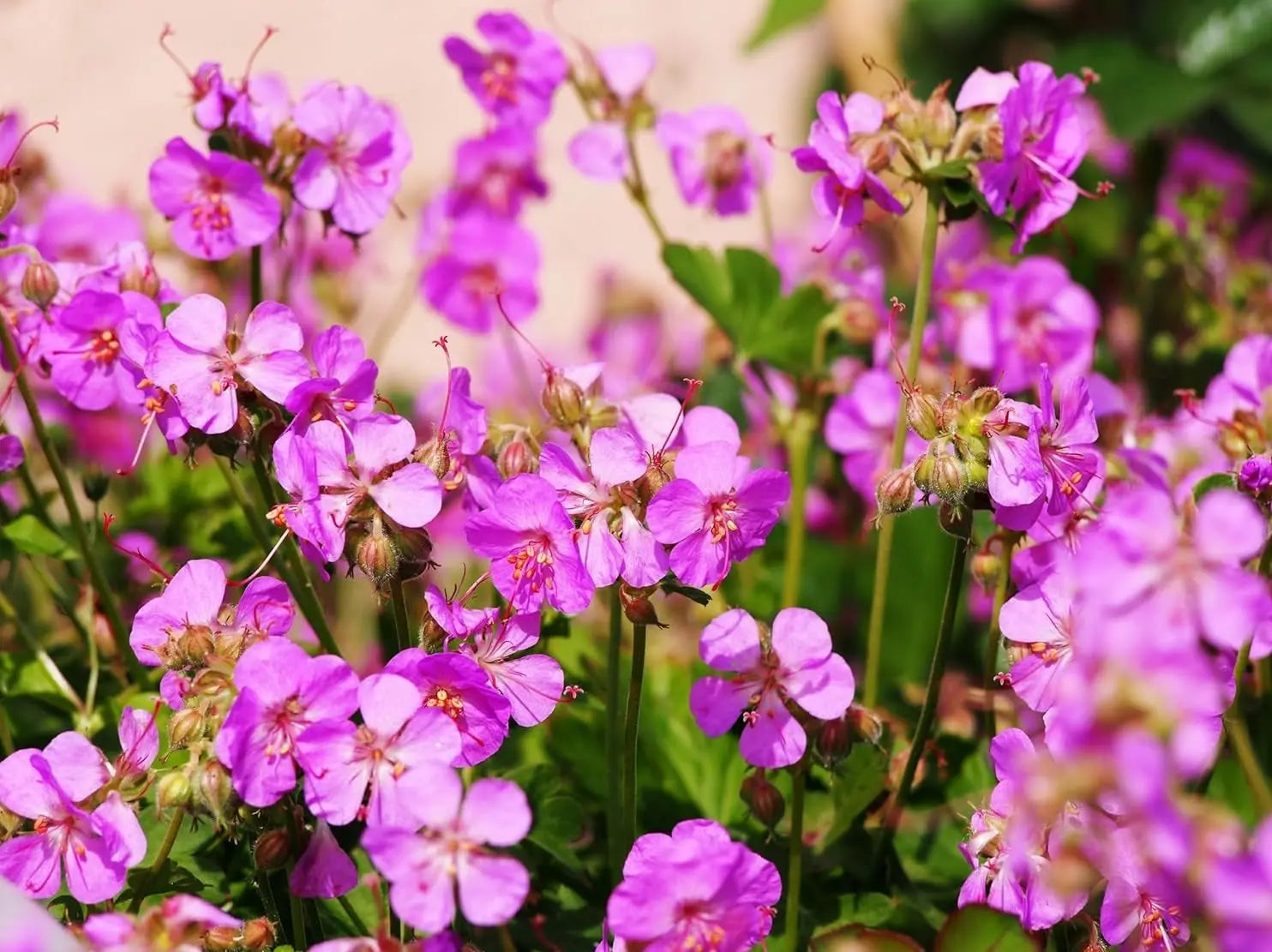 Geranium cantabrigiense 'Cambridge', robuste Staude mit grünem Laub und zarten rosa Blüten, von Stauden Gänge.