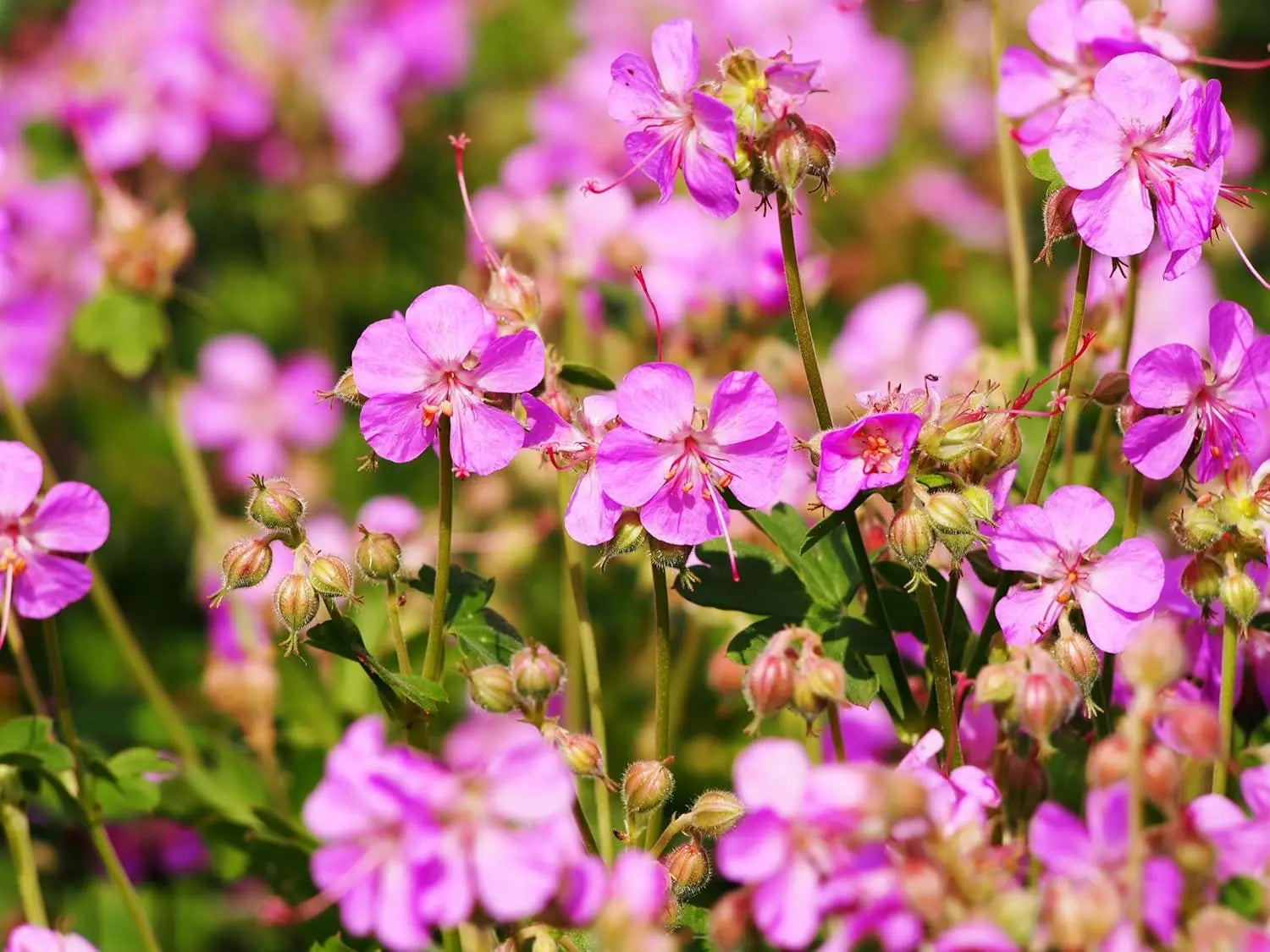 Geranium cantabrigiense 'Cambridge', Staude von Stauden Gänge, mit grünem Laub und zarten rosa Blüten im Garten.