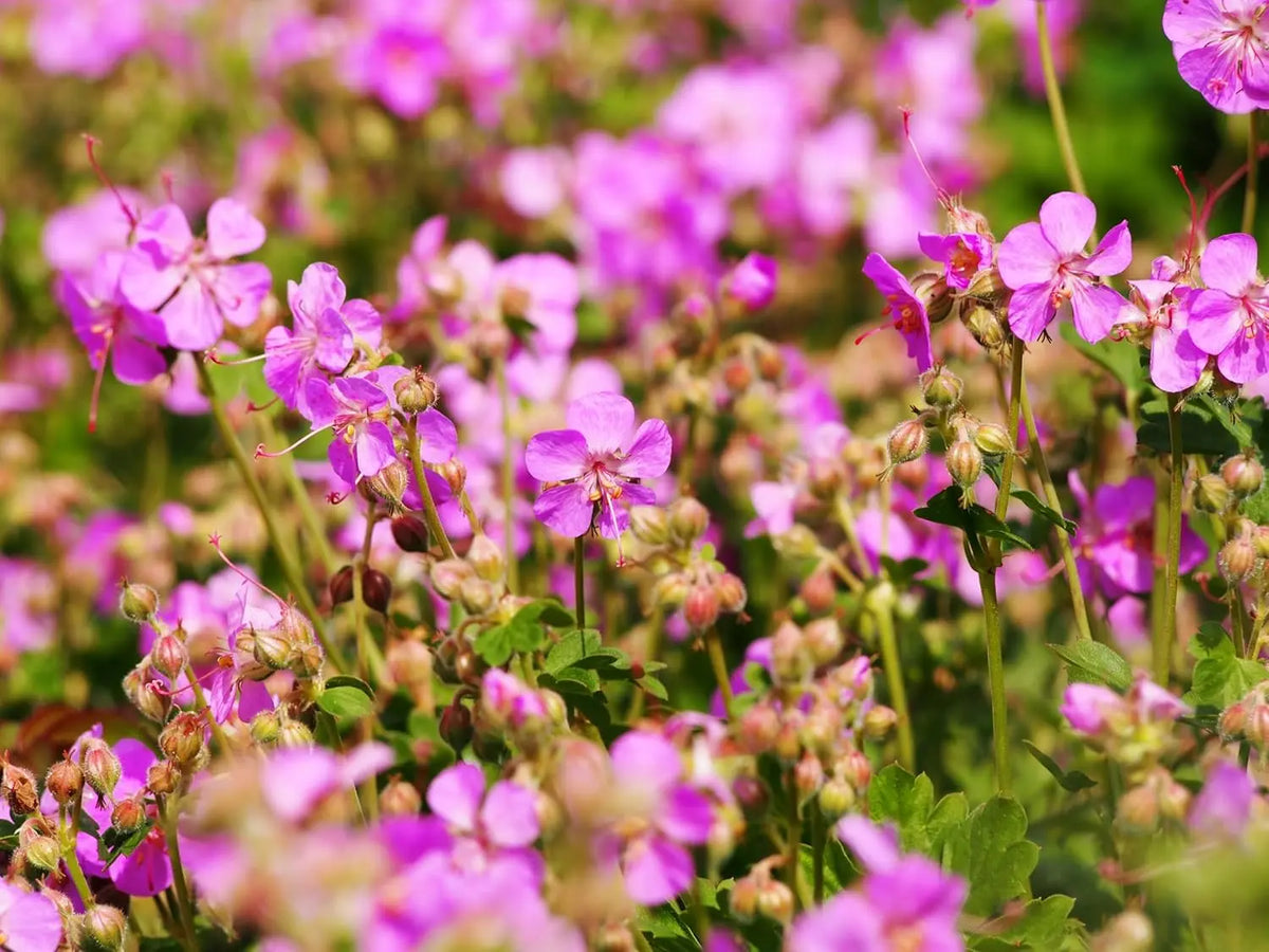 Geranium cantabrigiense 'Cambridge' Staude von Stauden Gänge, blühende Storchschnabelpflanze mit grünen Blättern.