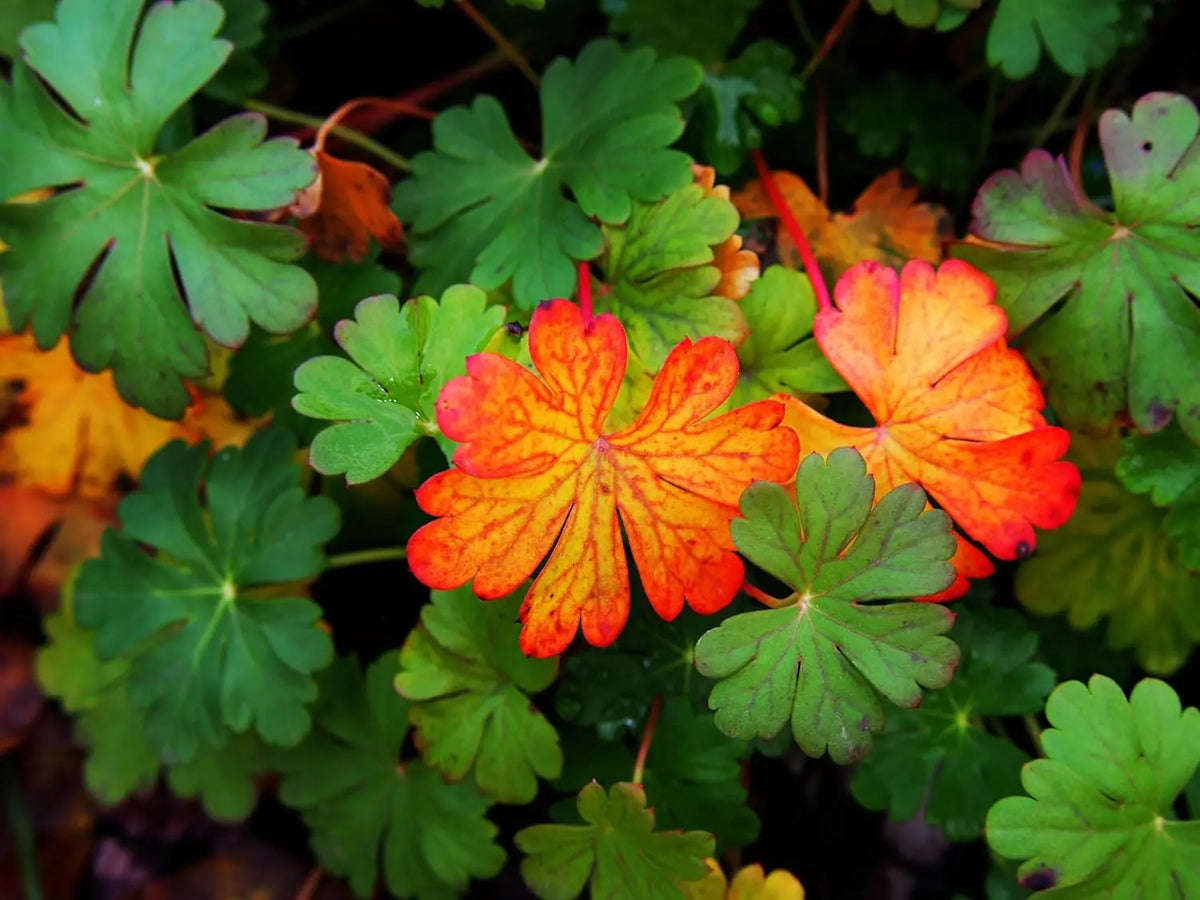 Geranium cantabrigiense 'Cambridge' - Staude vom Hersteller Stauden Gänge, mit grünen Blättern und zarten rosa Blüten.