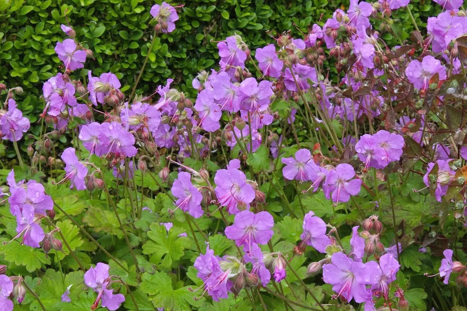 Geranium cantabrigiense 'Karmina' Staude von Stauden Gänge mit rosa Blüten und grünen Blättern, wächst in einem Garten.