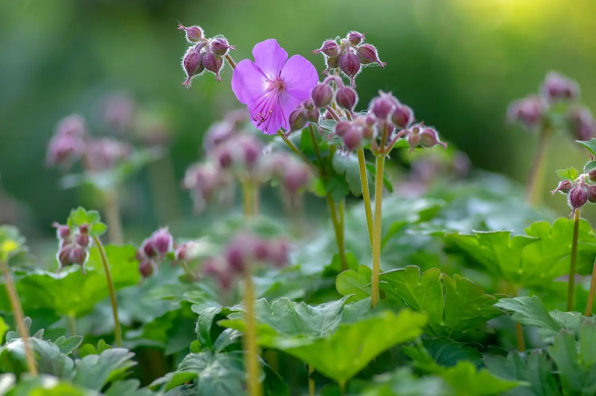 Geranium cantabrigiense 'Karmina' Staude mit grünen Blättern und rosa Blüten, Stauden Gänge, Blick auf die Pflanze
