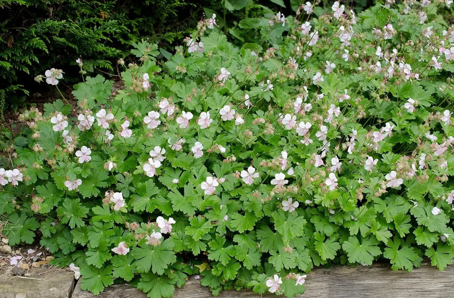 Geranium cantabrigiense 'Saint Ola' Staude von Stauden Gänge mit grünen Blättern und rosa Blüten, wächst in einem Garten.