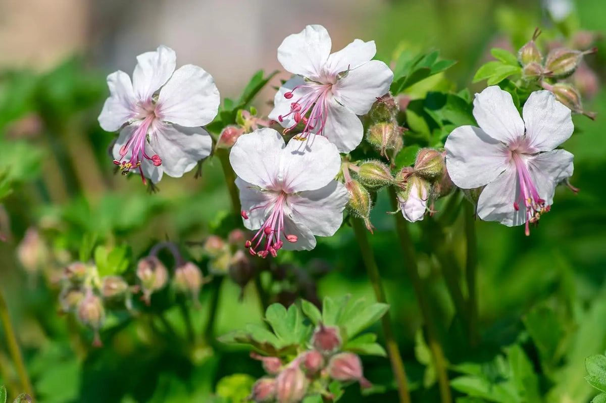 Geranium cantabrigiense 'Saint Ola' Staude von Stauden Gänge, blühende Cambridge Storchschnabel Pflanze mit grünen Blättern