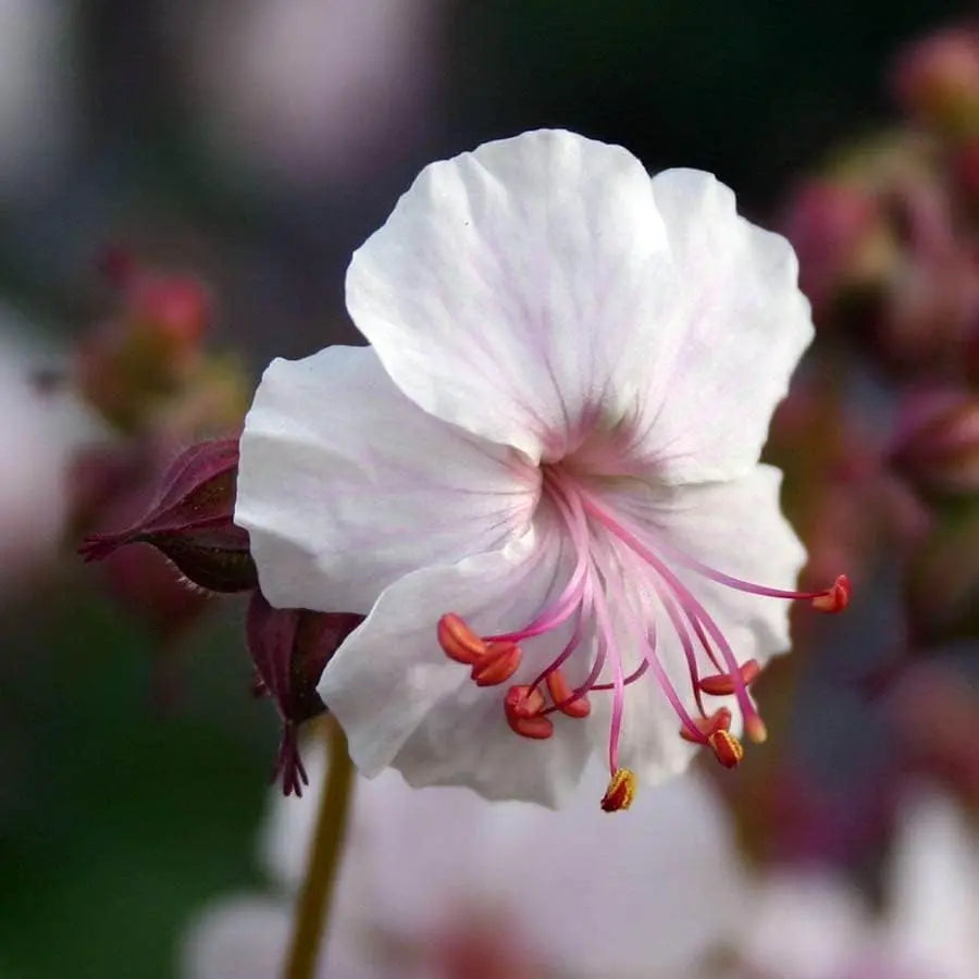 Geranium cantabrigiense 'Saint Ola' Staude von Stauden Gänge, blühende Staude mit zarten Blättern und rosa Blüten.