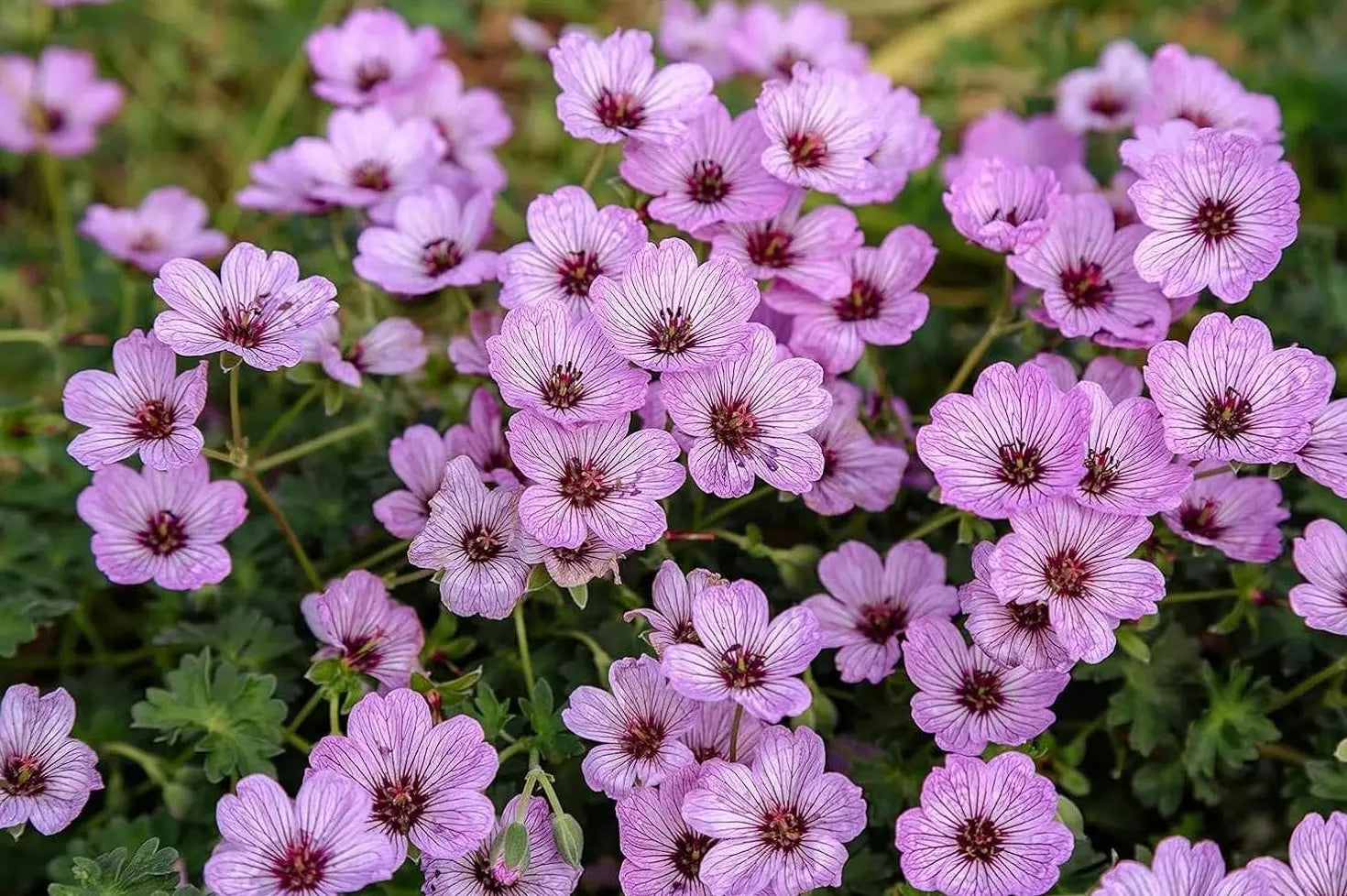 Aschgrauer Storchschnabel Geranium cinereum 'Ballerina' Staude mit silbernen Blättern und zarten Blüten, von Stauden Gänge.