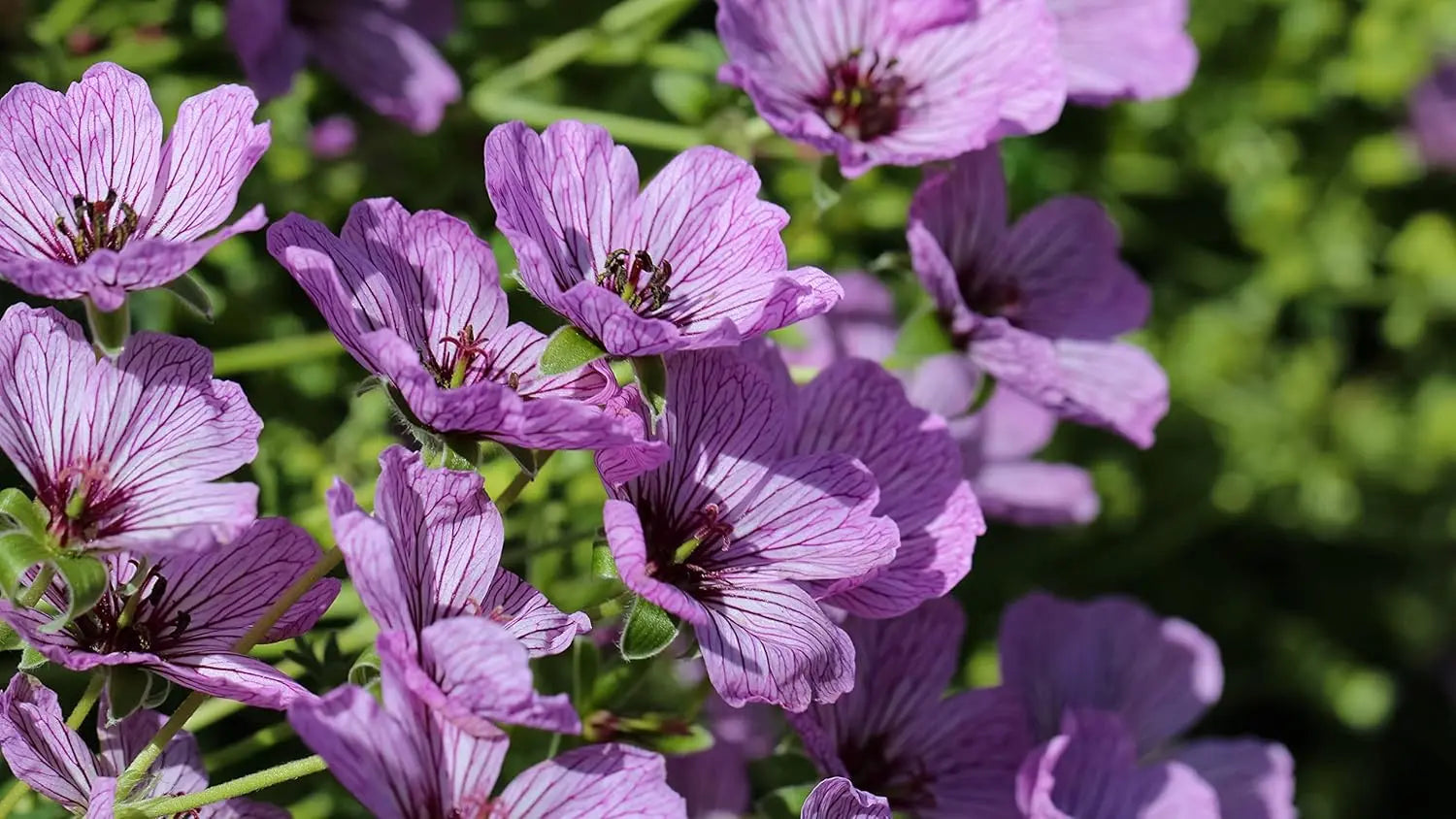 Aschgrauer Storchschnabel 'Ballerina', Geranium cinereum, robuste Staude mit silbrigen Blättern und zarten Blüten, von Stauden Gänge