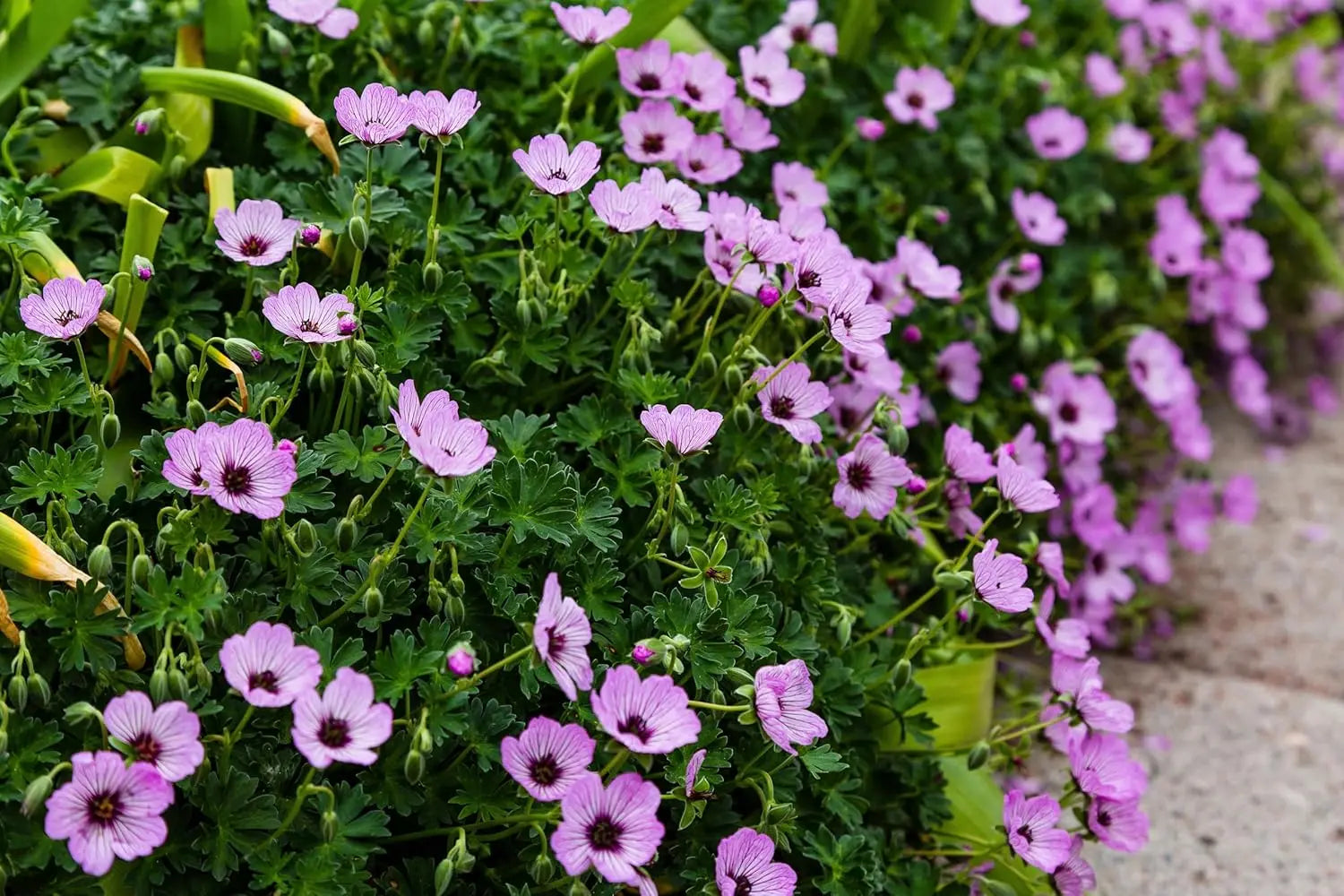 Aschgrauer Storchschnabel 'Ballerina' Staude von Stauden Gänge, mit zarten grauen Blättern und rosa Blüten im Garten.