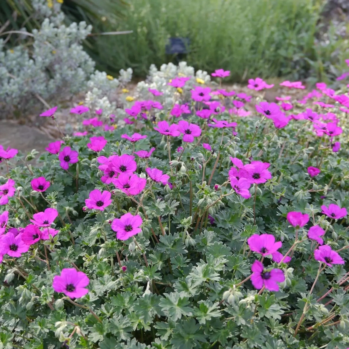 Aschgrauer Storchschnabel Geranium cinereum 'Signal', Staude mit zilveren Blättern und hellviolellen Blüten, im Garten.